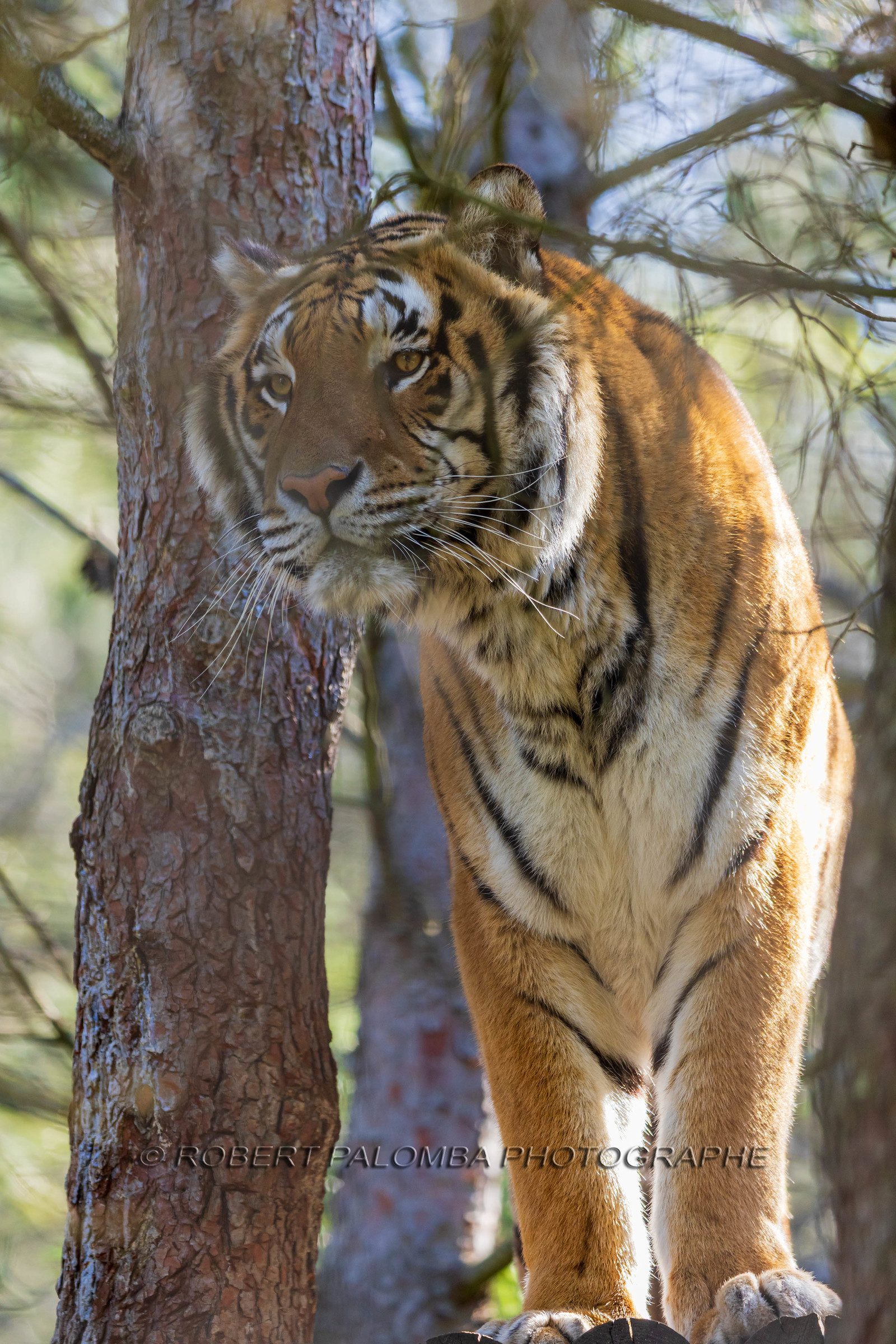 Tigre