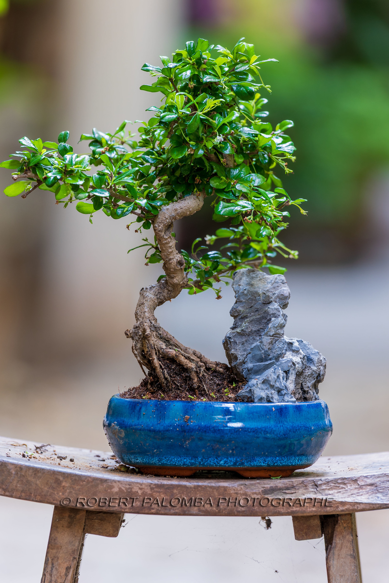 Bonsai