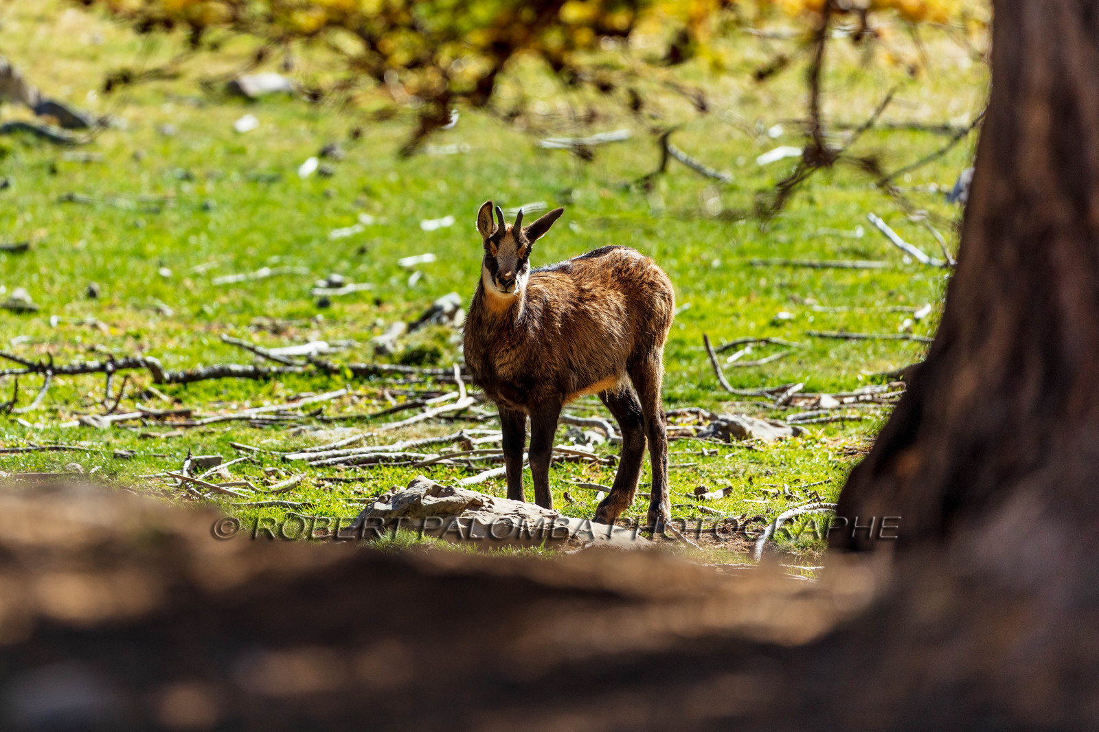Chamois, Rupicapra rupicapra