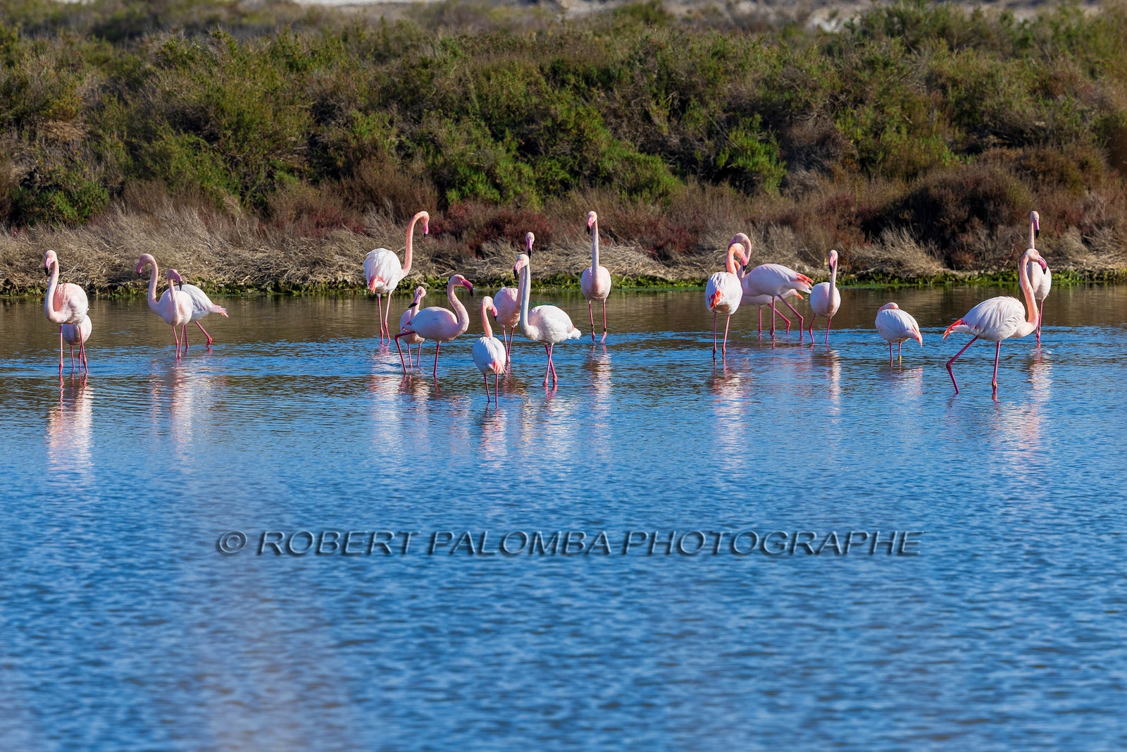 Flamant rose
