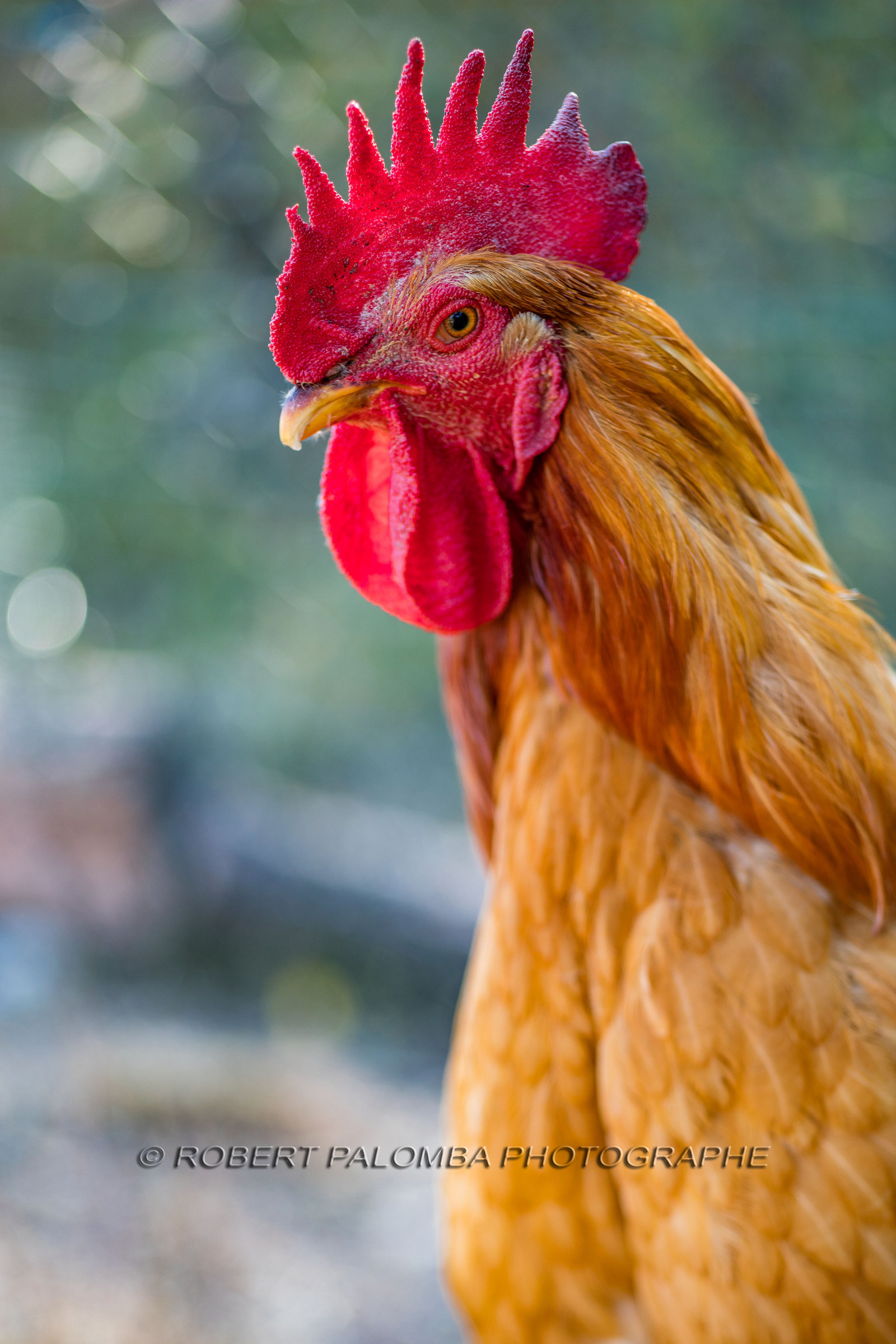 Coq
