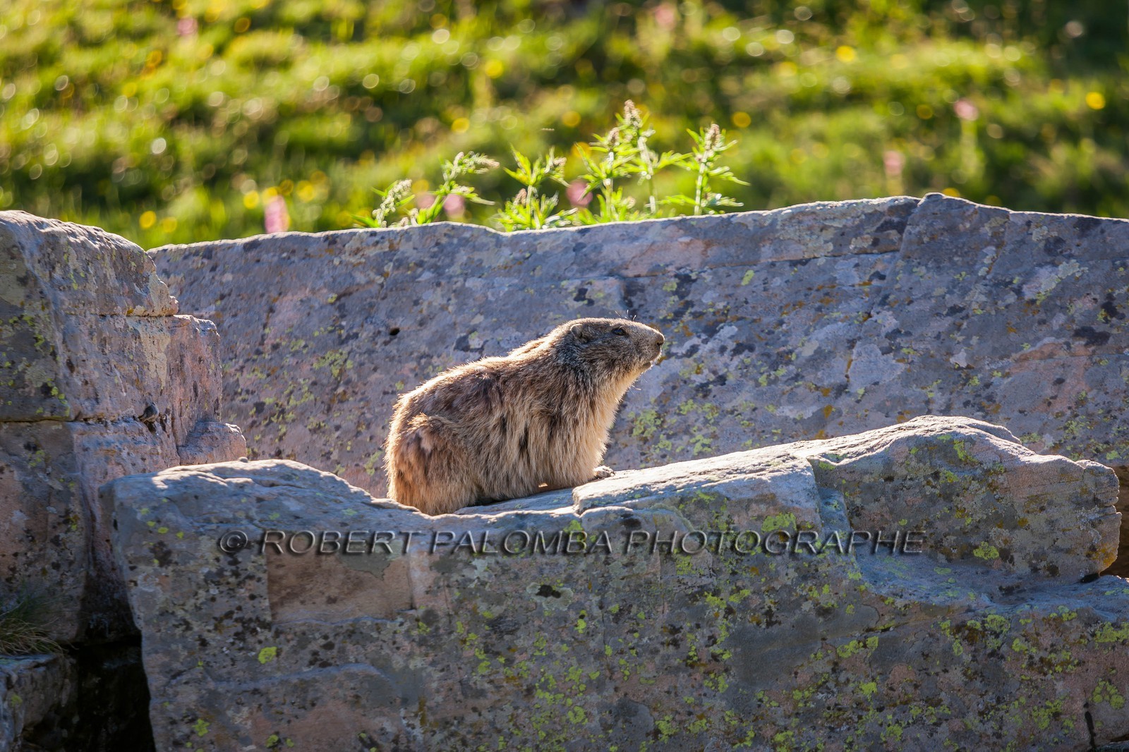Marmotte, Marmota