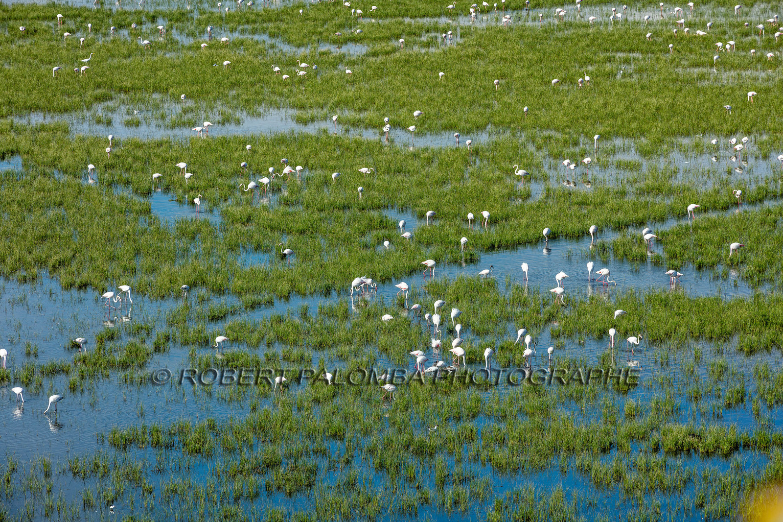 Camargue