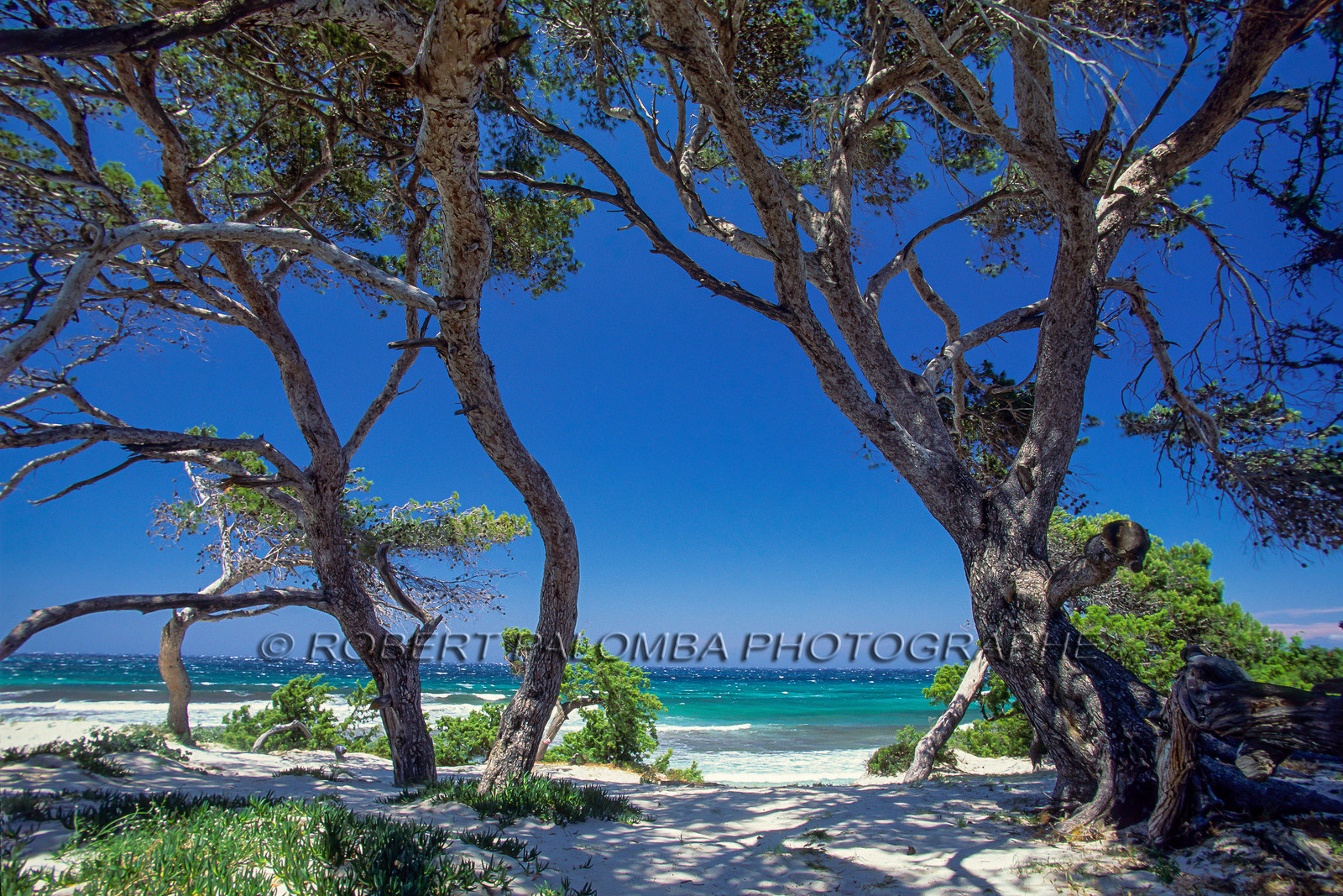 Saleccia