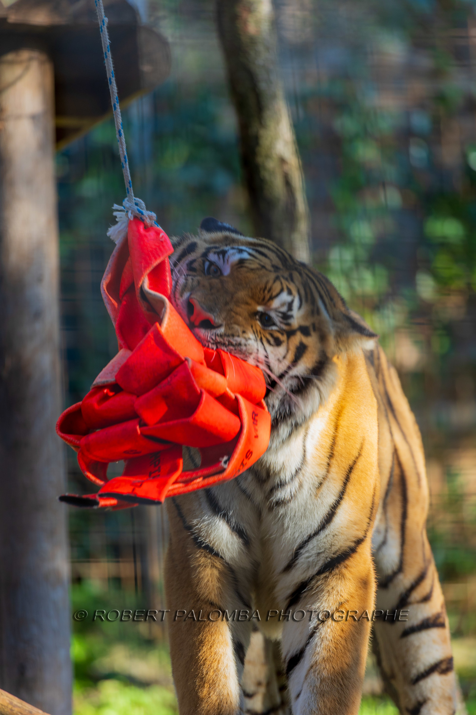 Tigre