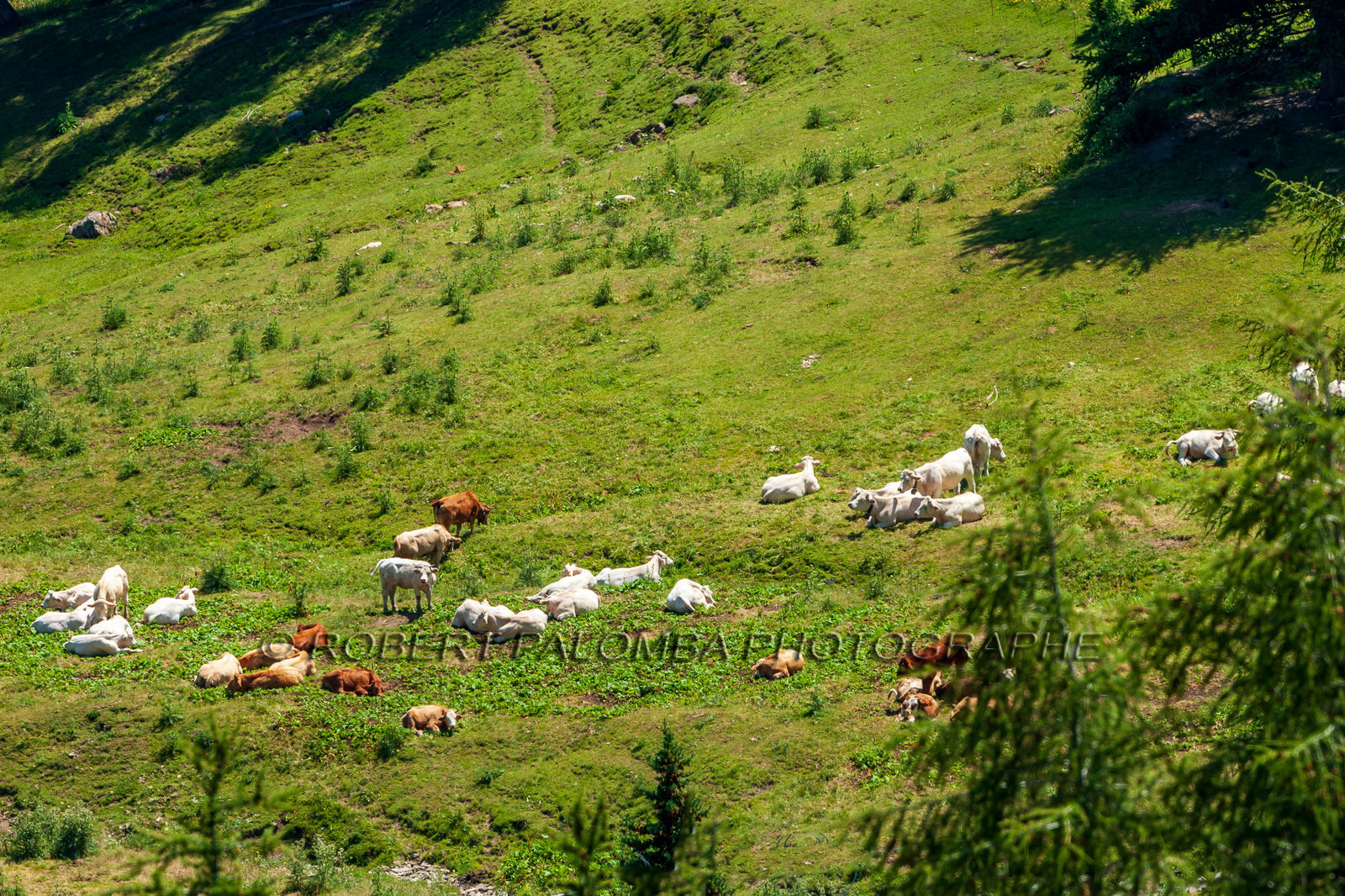 Col d'Allos
