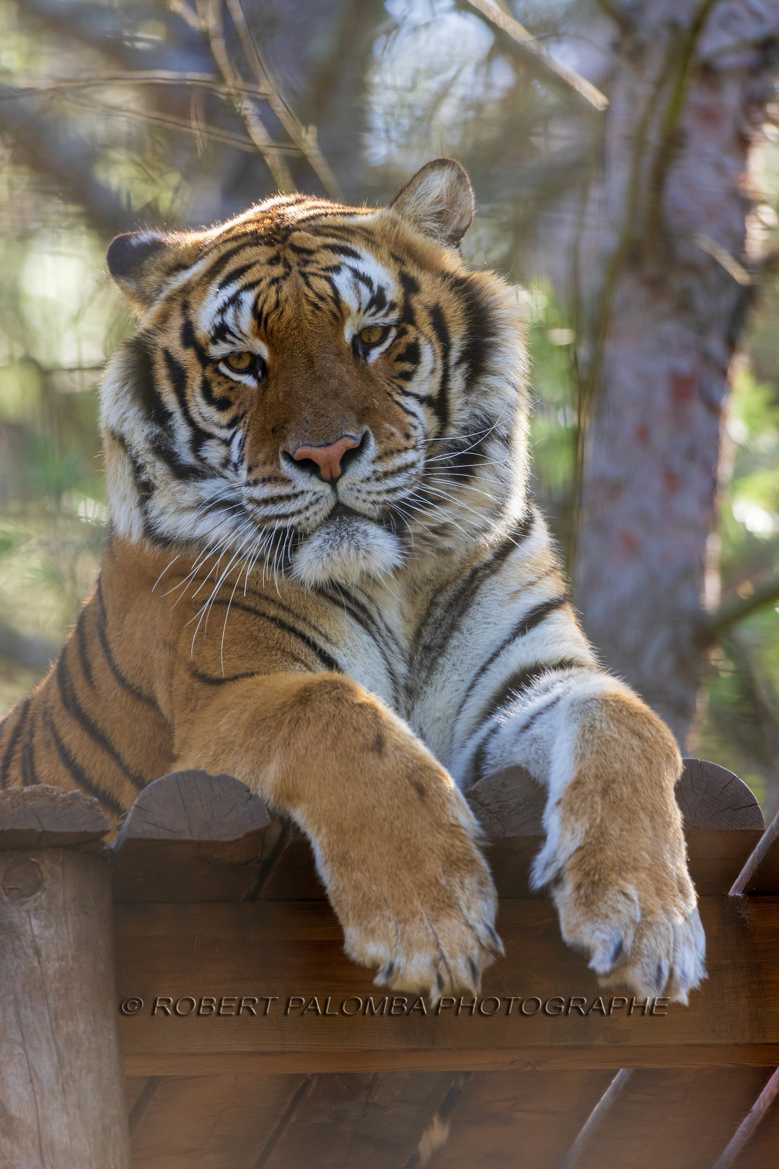 Tigre