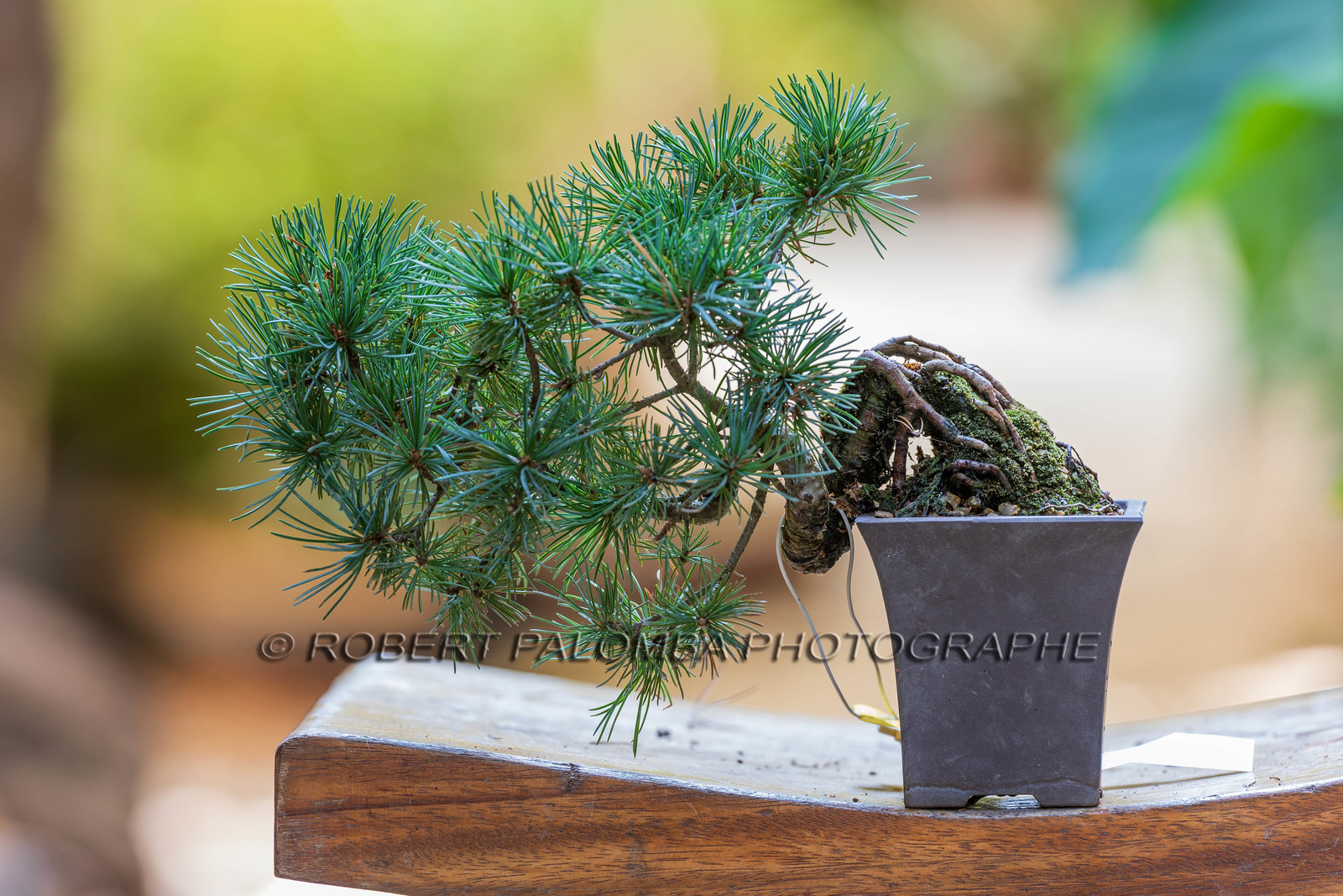 Alpes-Maritimes (06) Nice, Bonsaï,