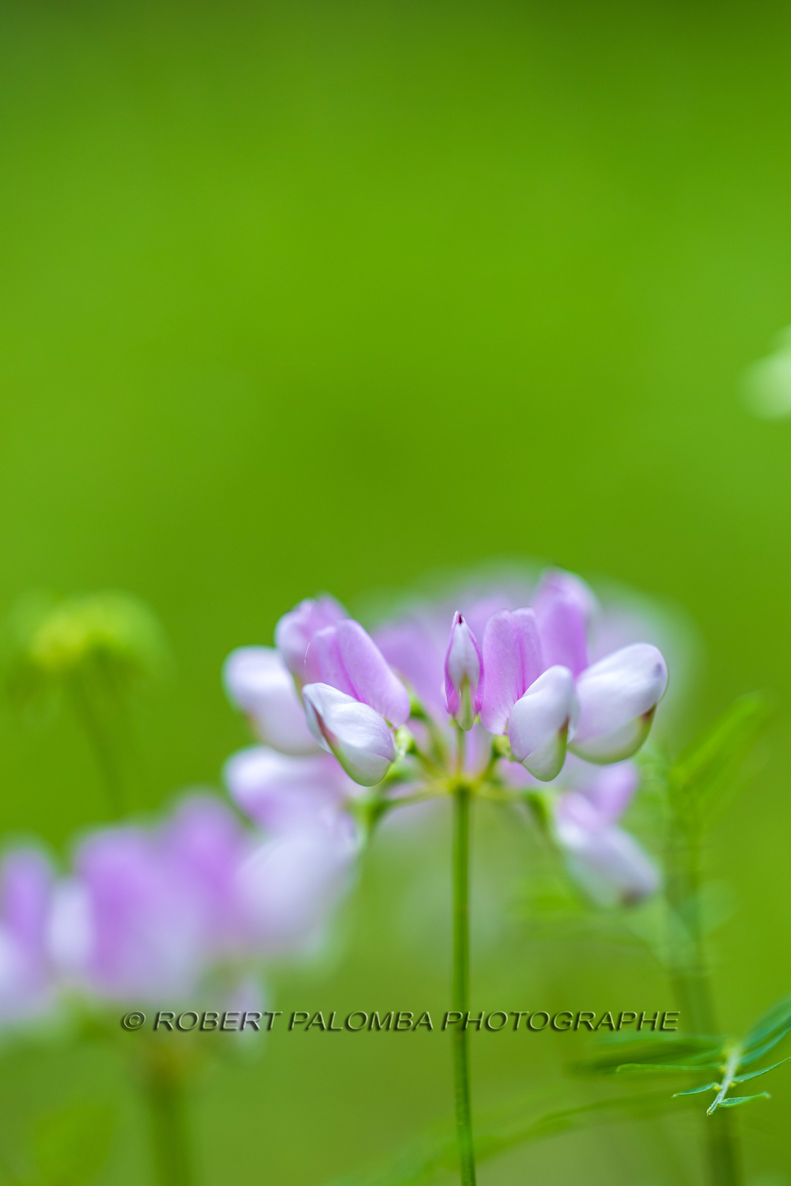 Flore