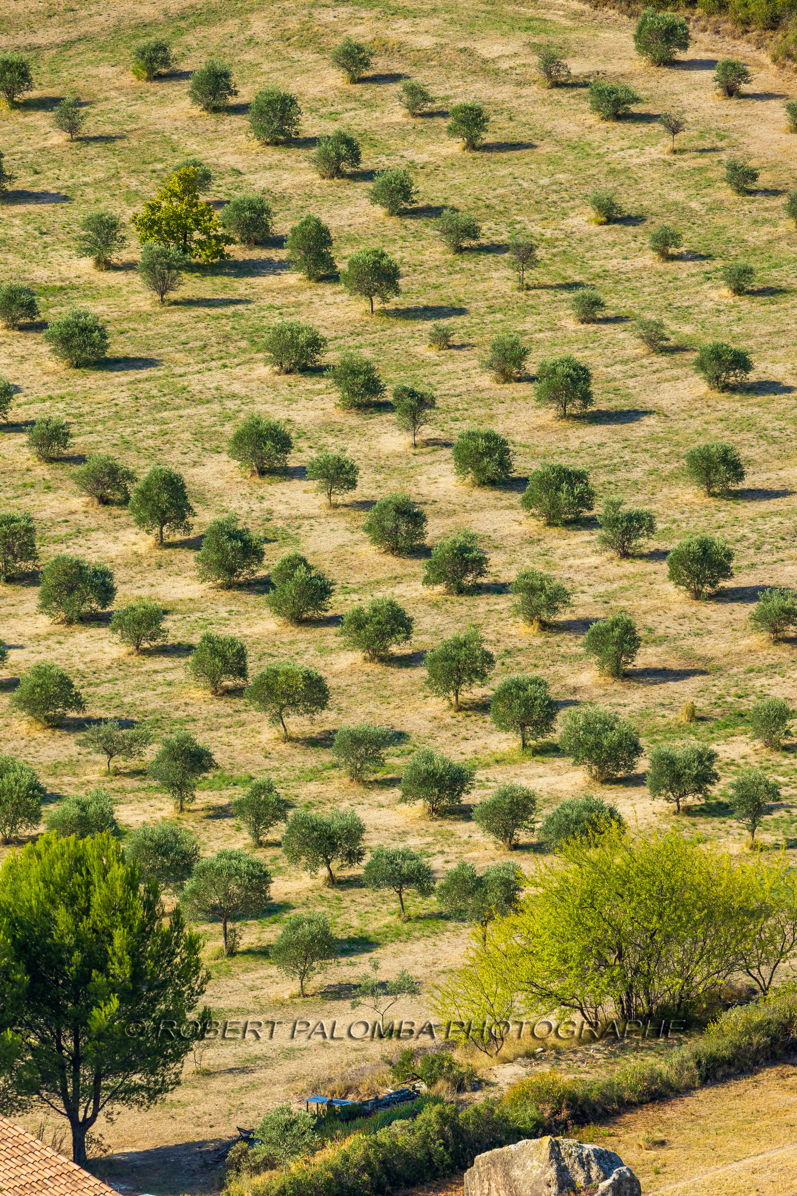 Salon-de-Provence