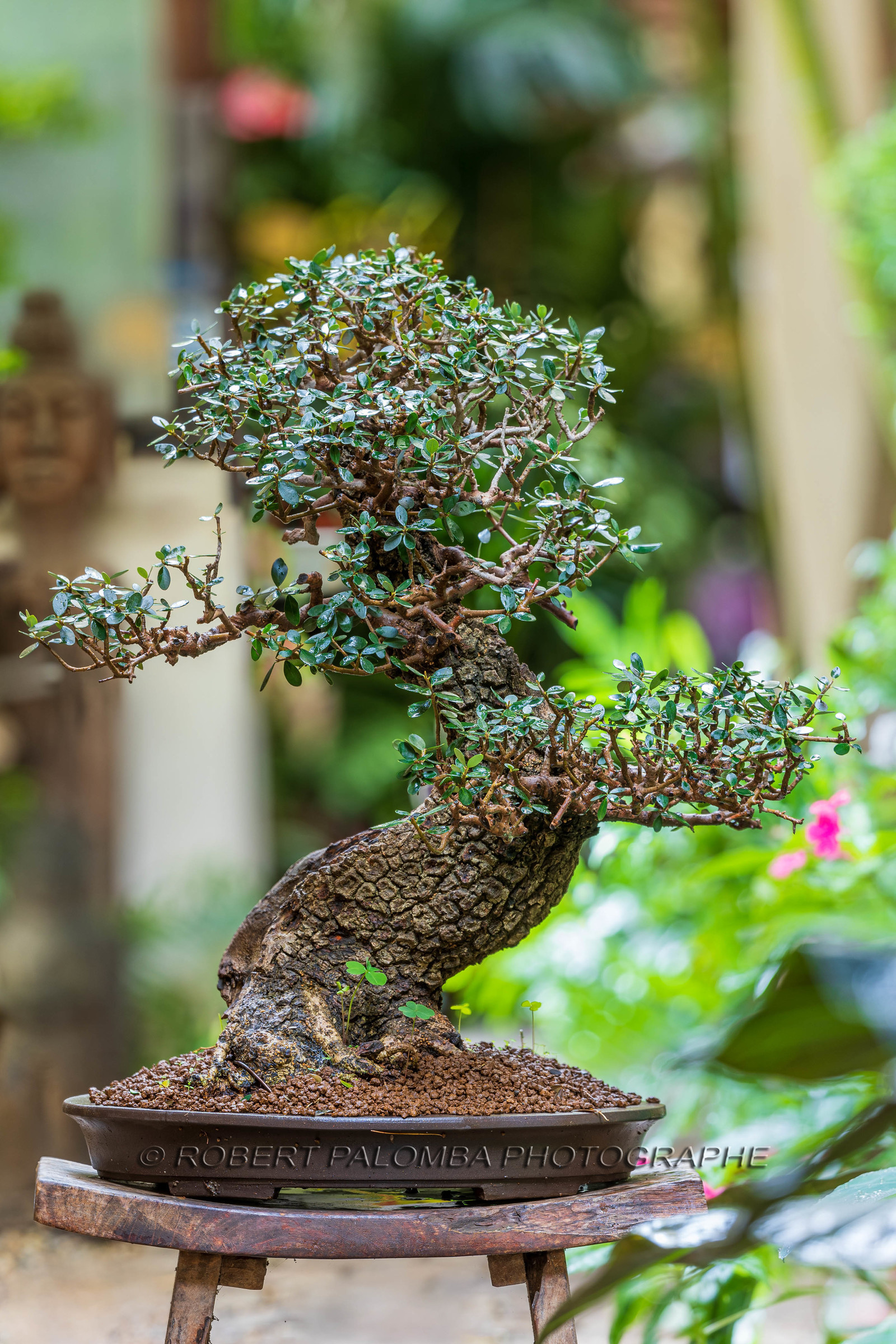 Bonsai Center