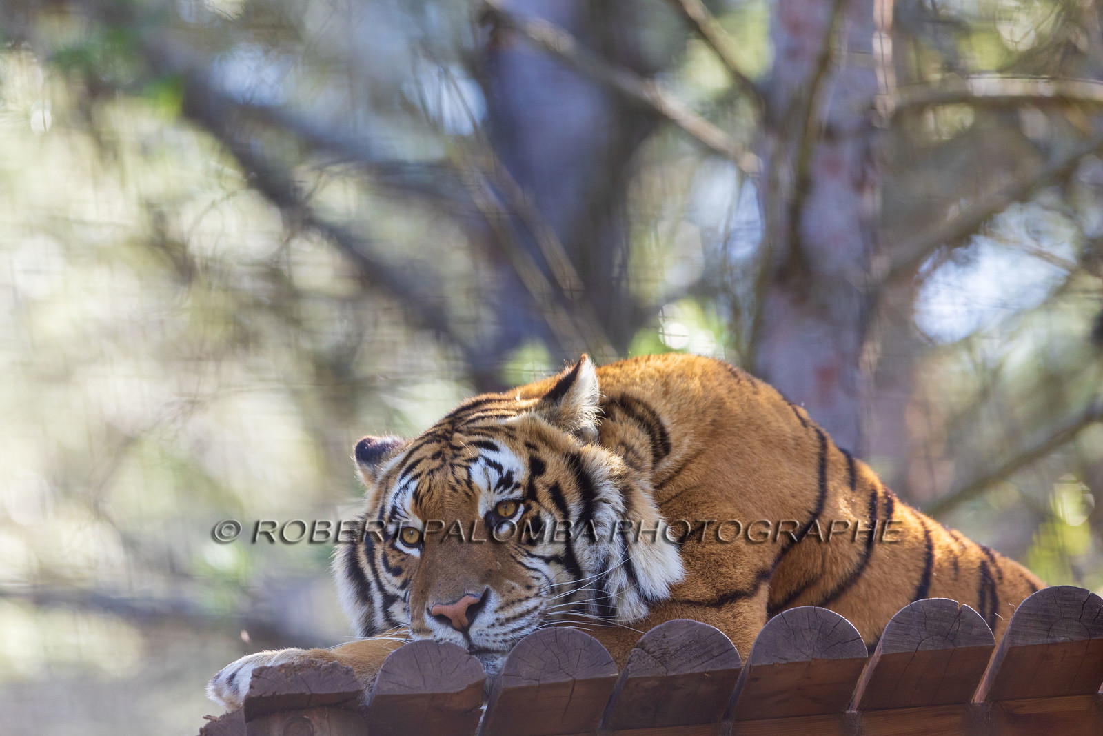 Tigre