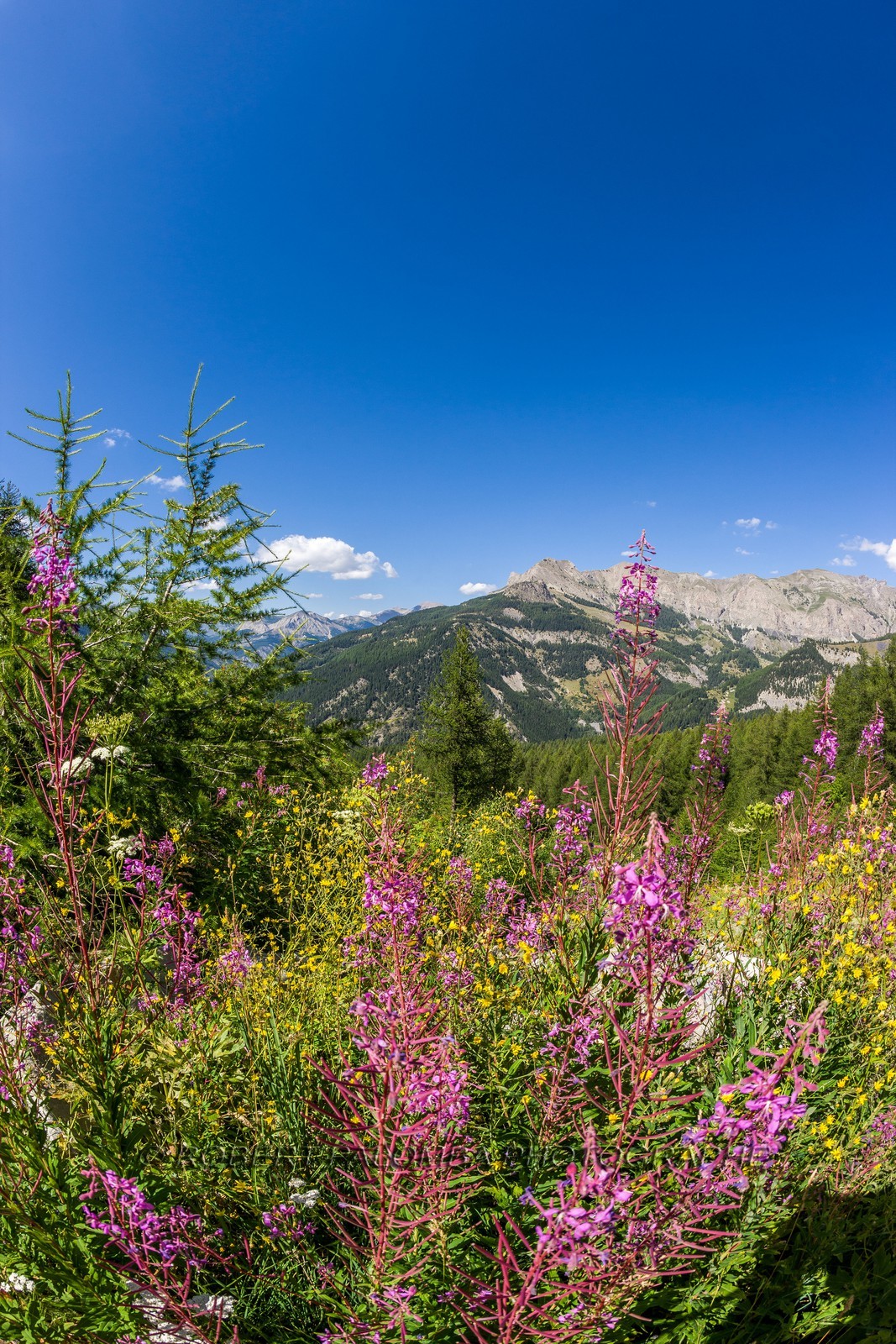 Col des Champs
