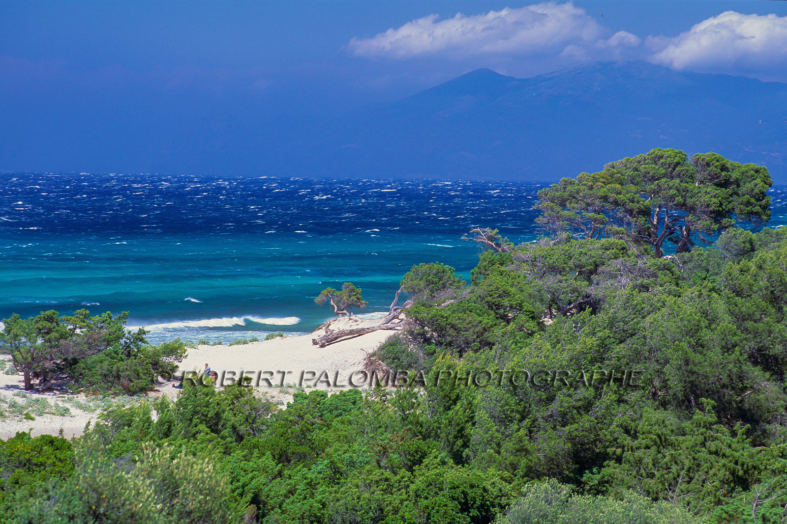 Saleccia