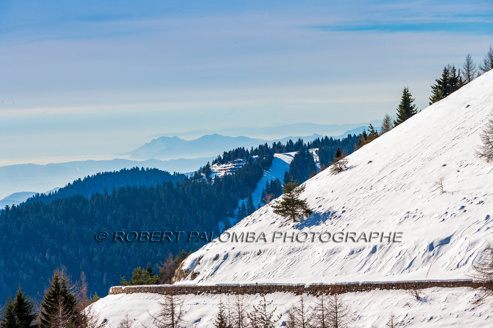 Turini
