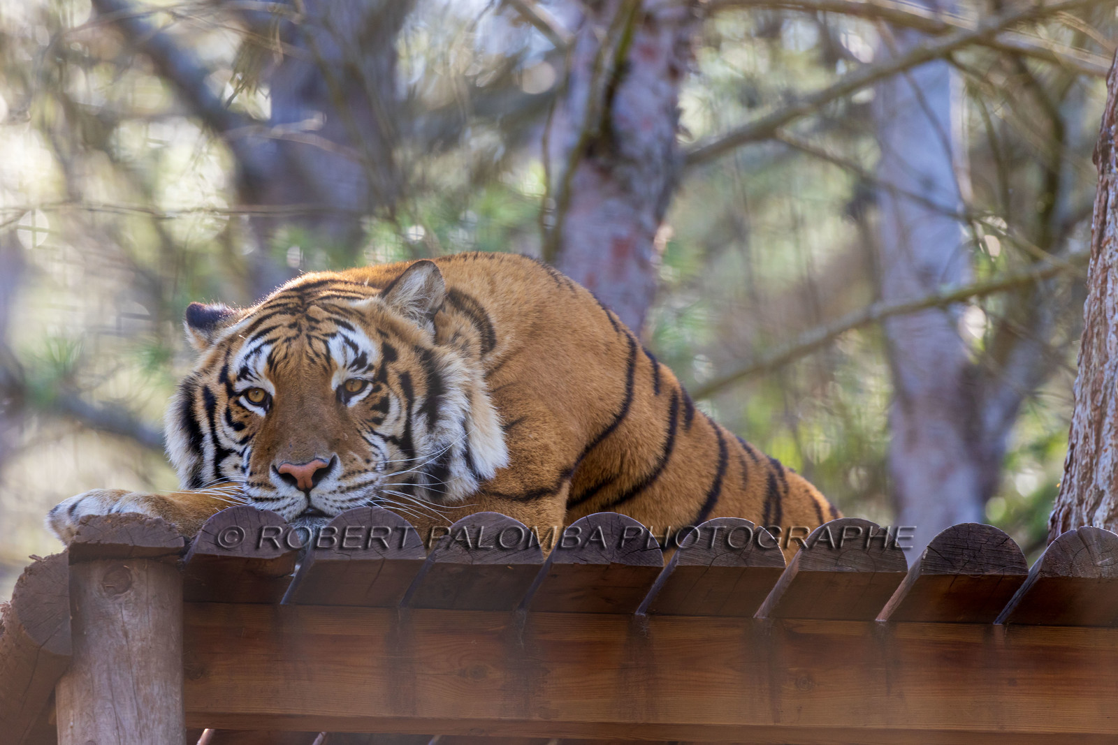 Tigre