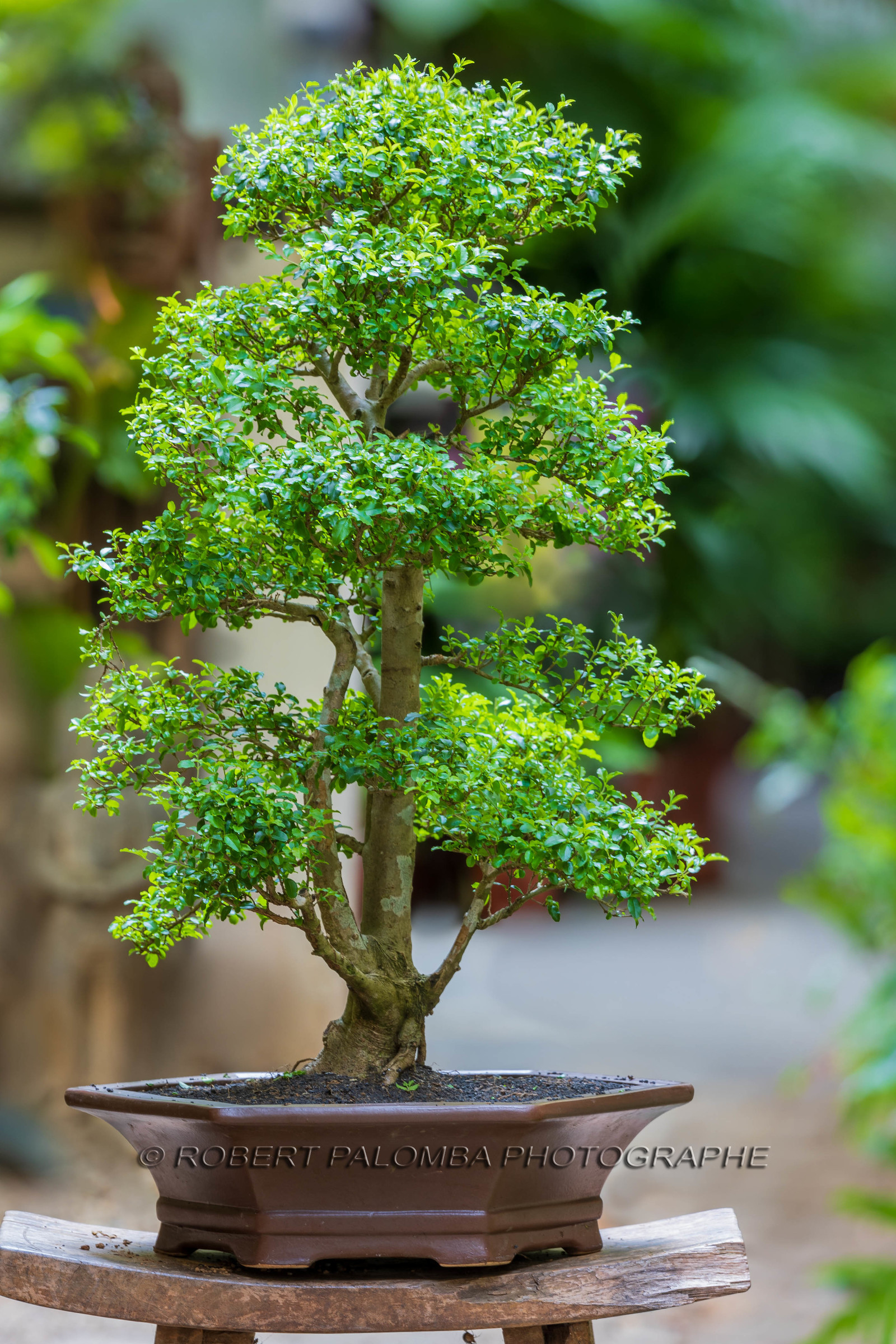 Bonsai