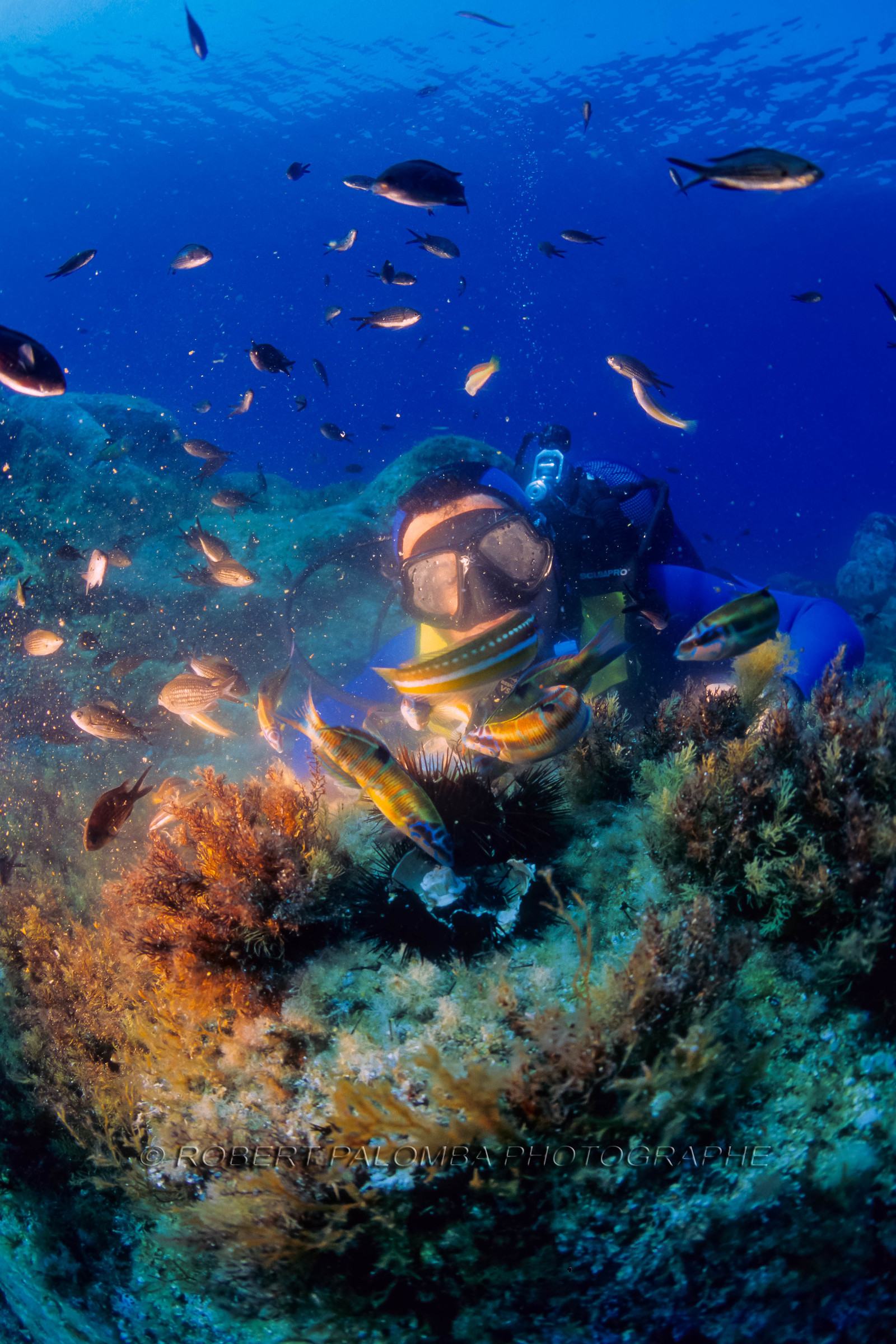 Plongée sous-marine