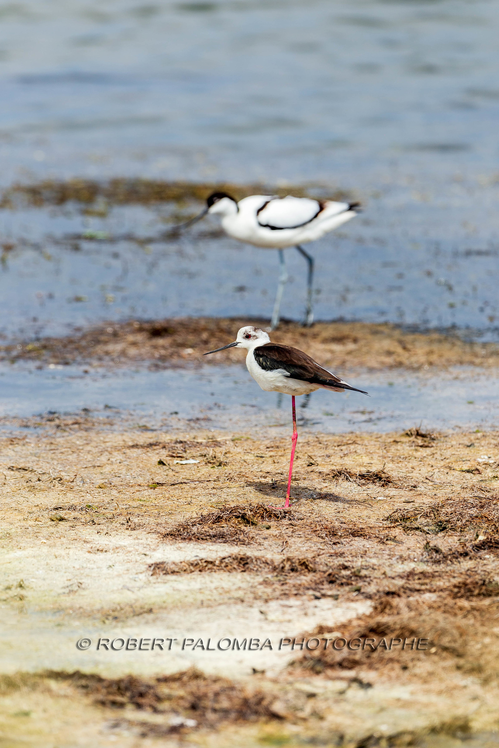 Salins d'Hyères