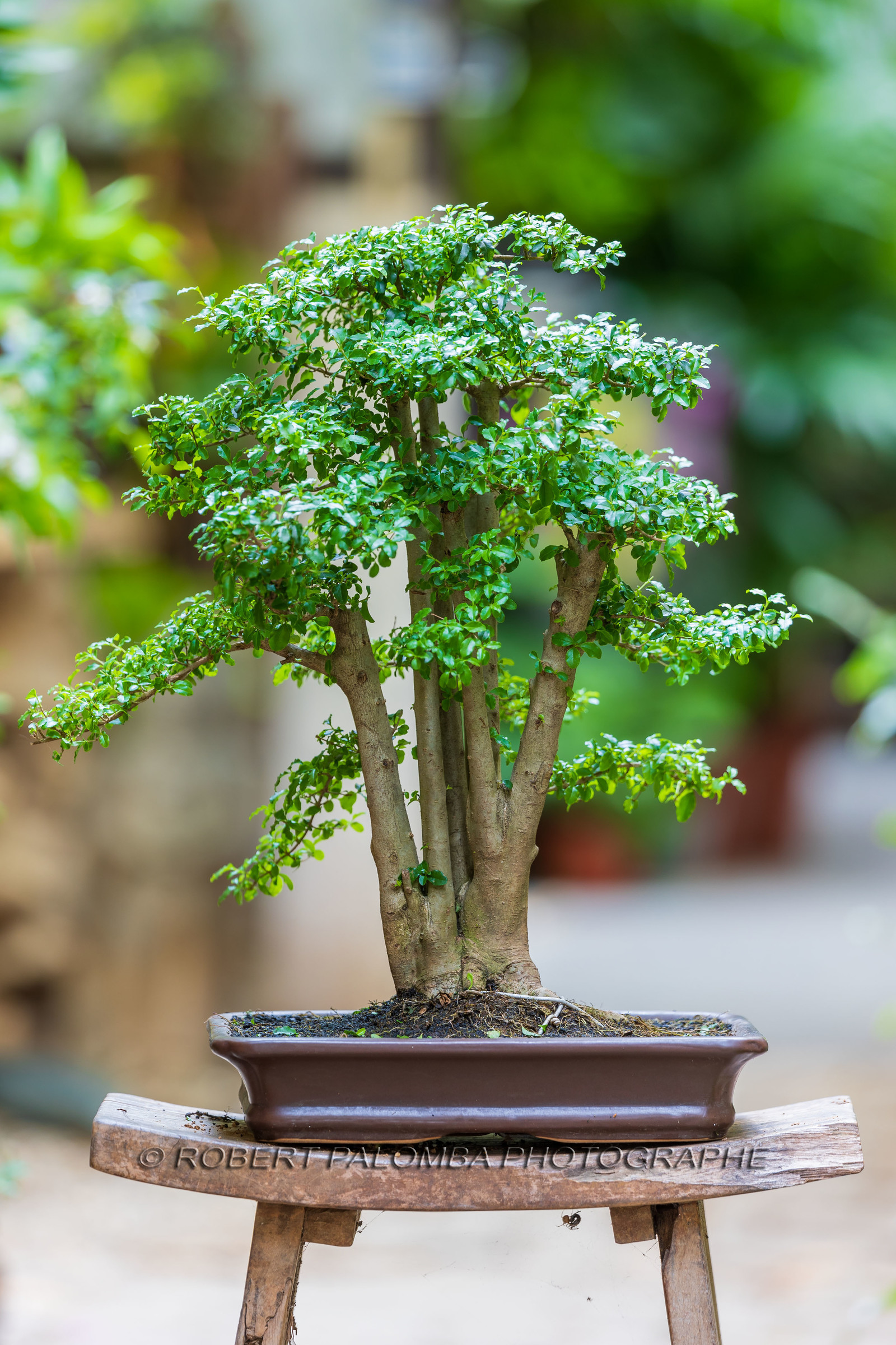 Bonsai