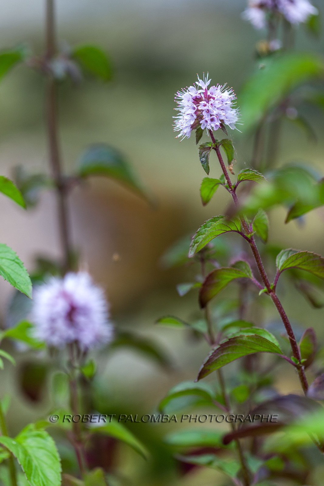 Menthe insulaire