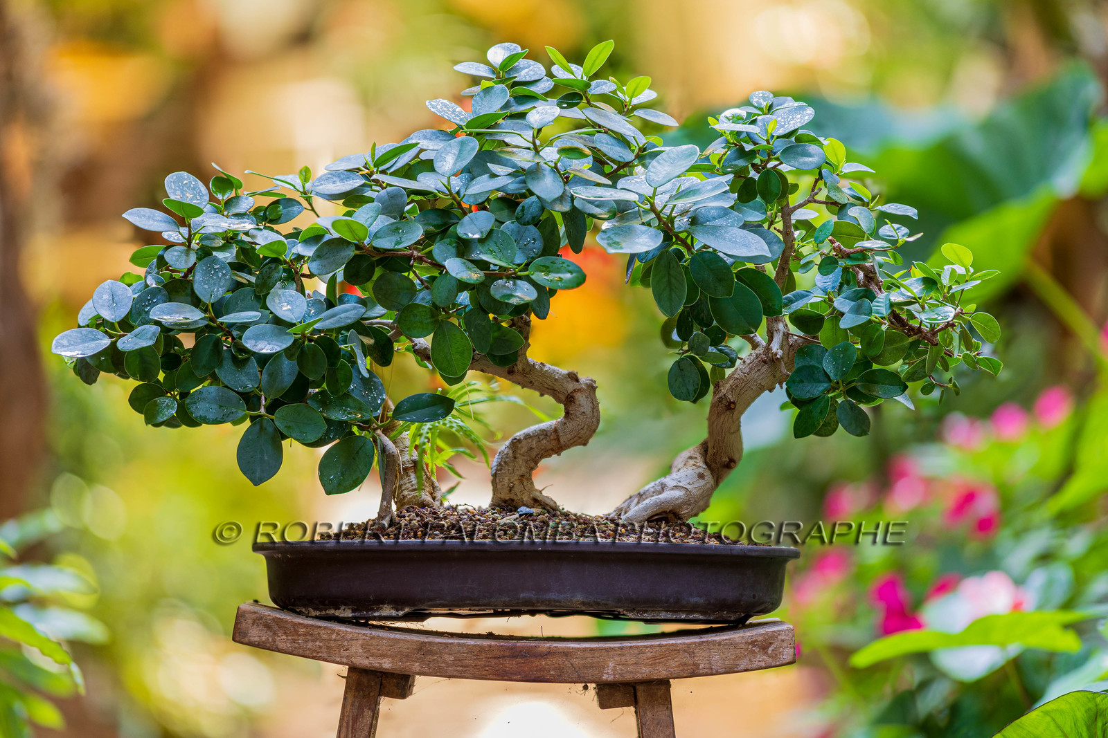 Bonsai Center