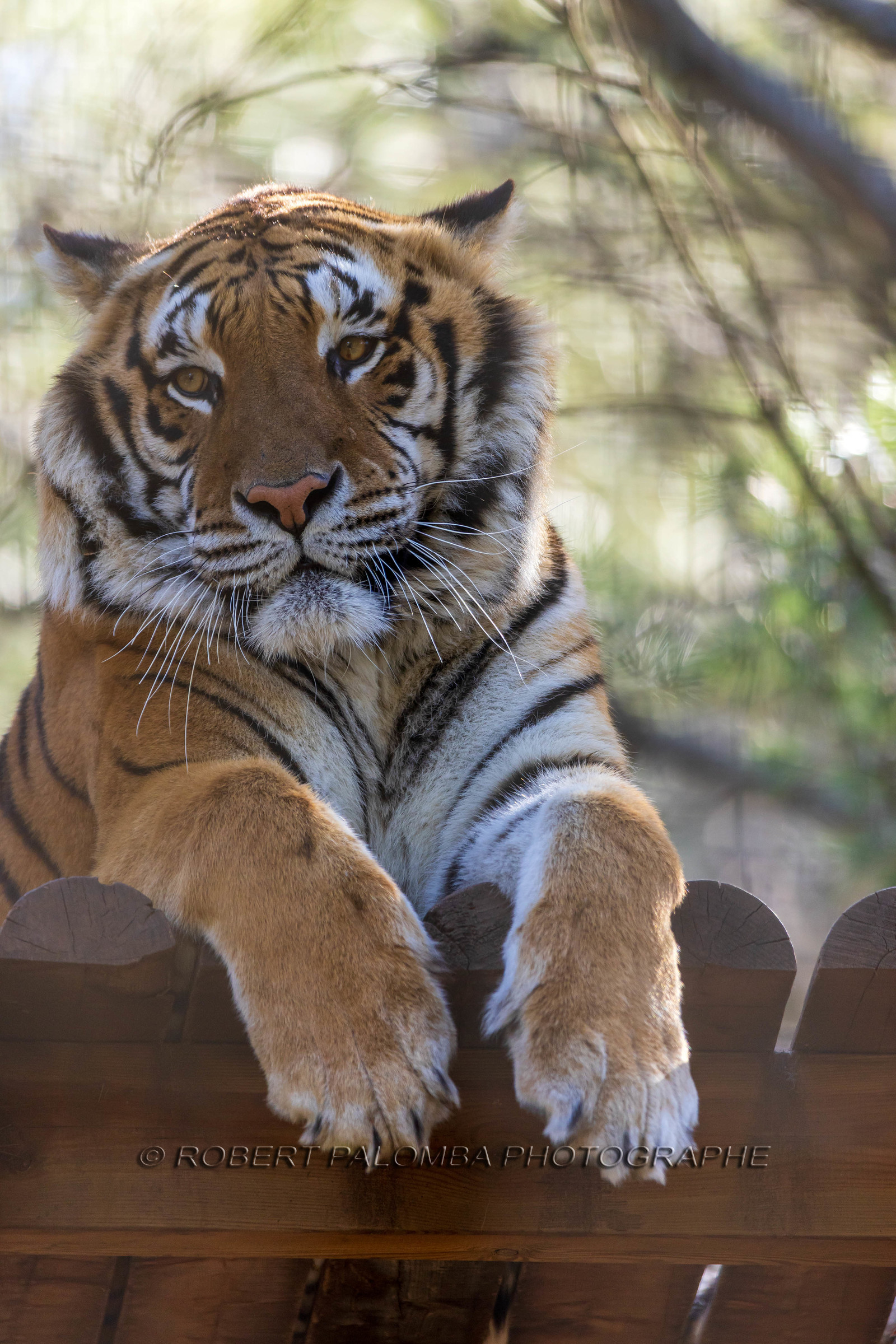 Tigre