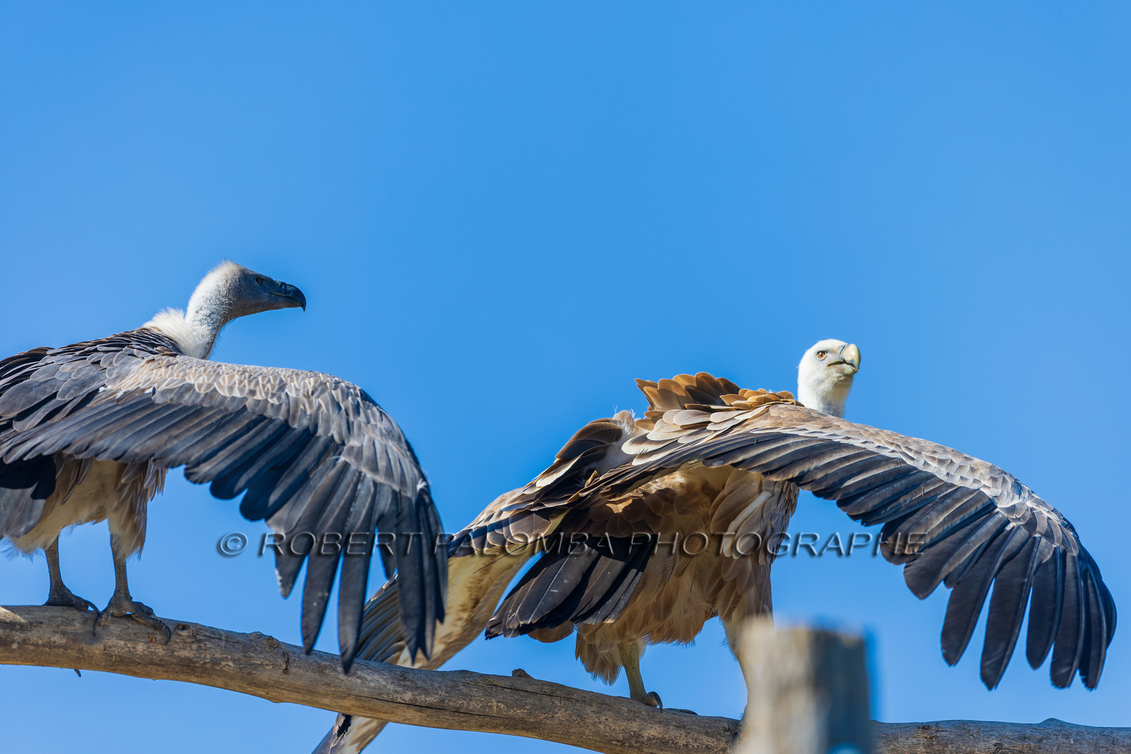 Parc animalier de la Barben