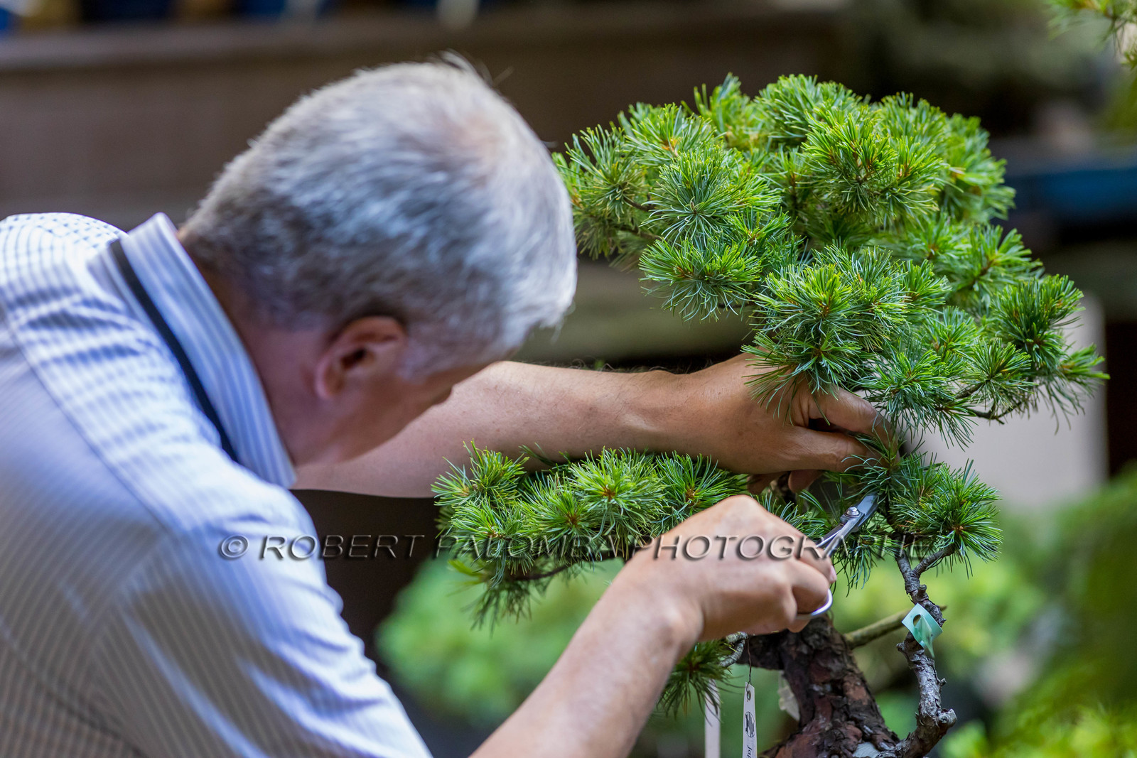Bonsai Center