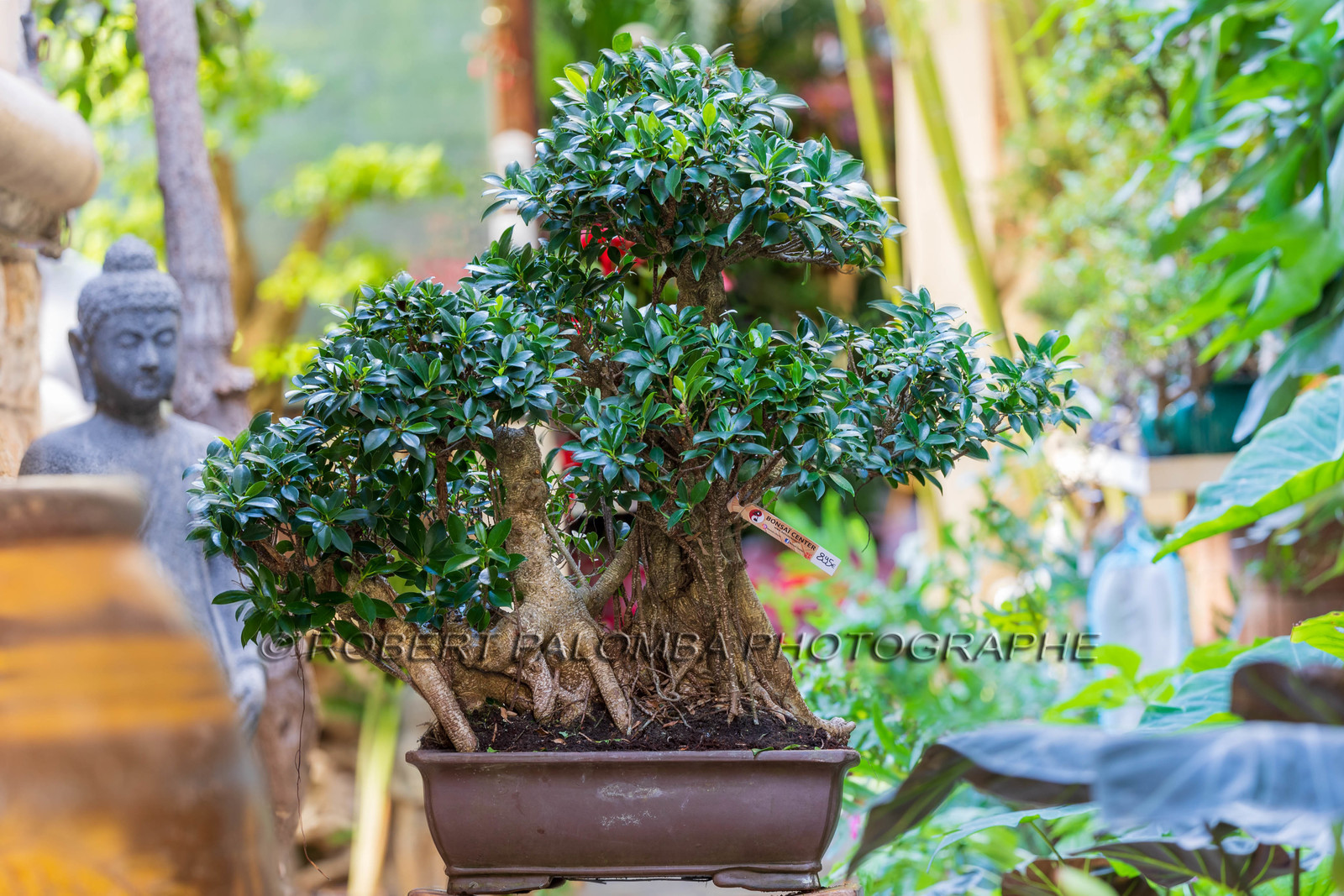 Bonsai Center