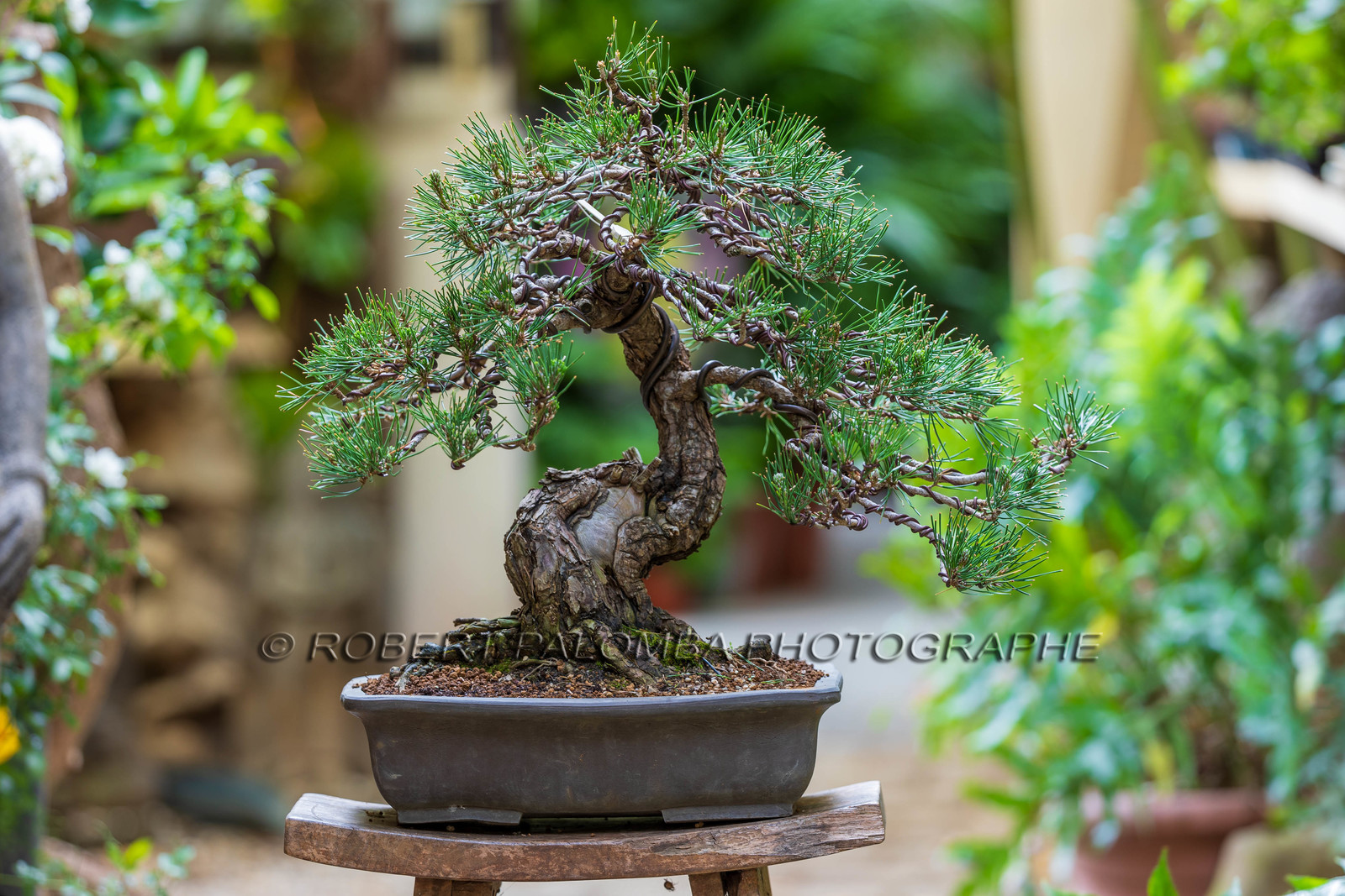 Bonsai