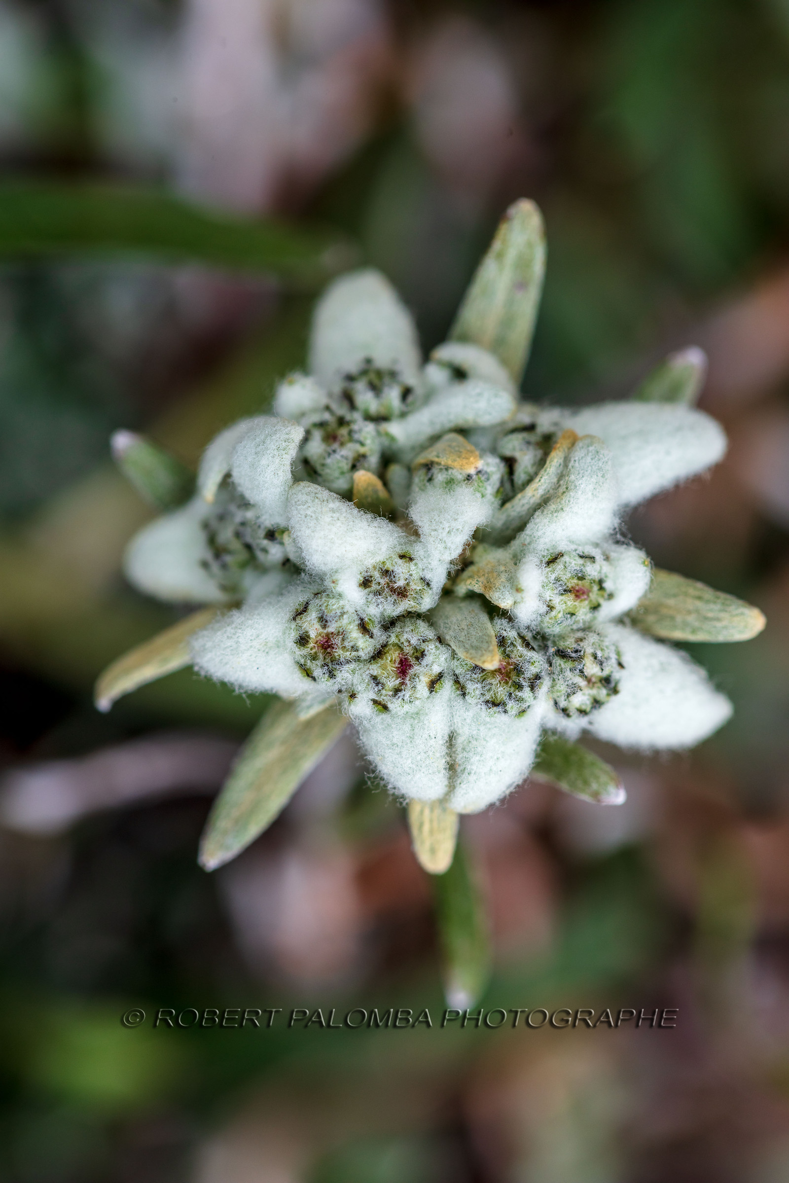 Edelweiss