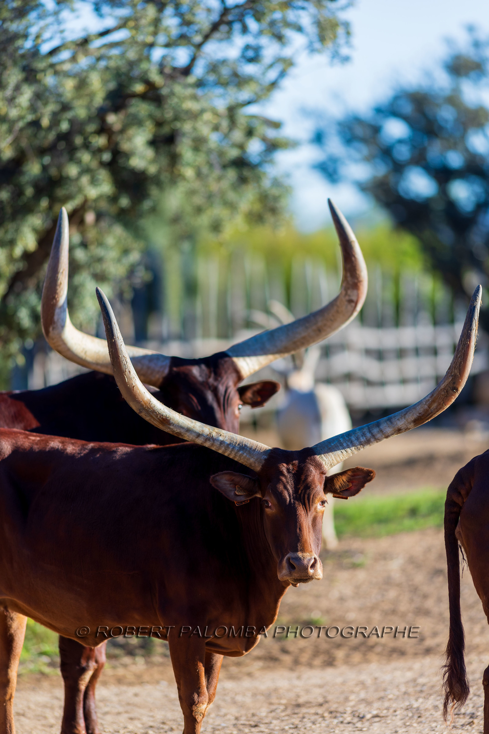 Parc animalier de la Barben
