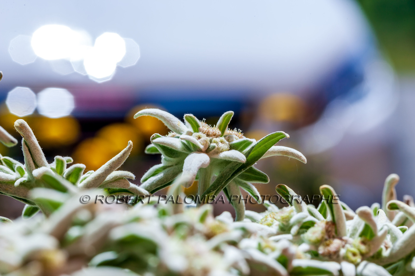 Alpes-de-Haute-Provence (04) Val d'Allos