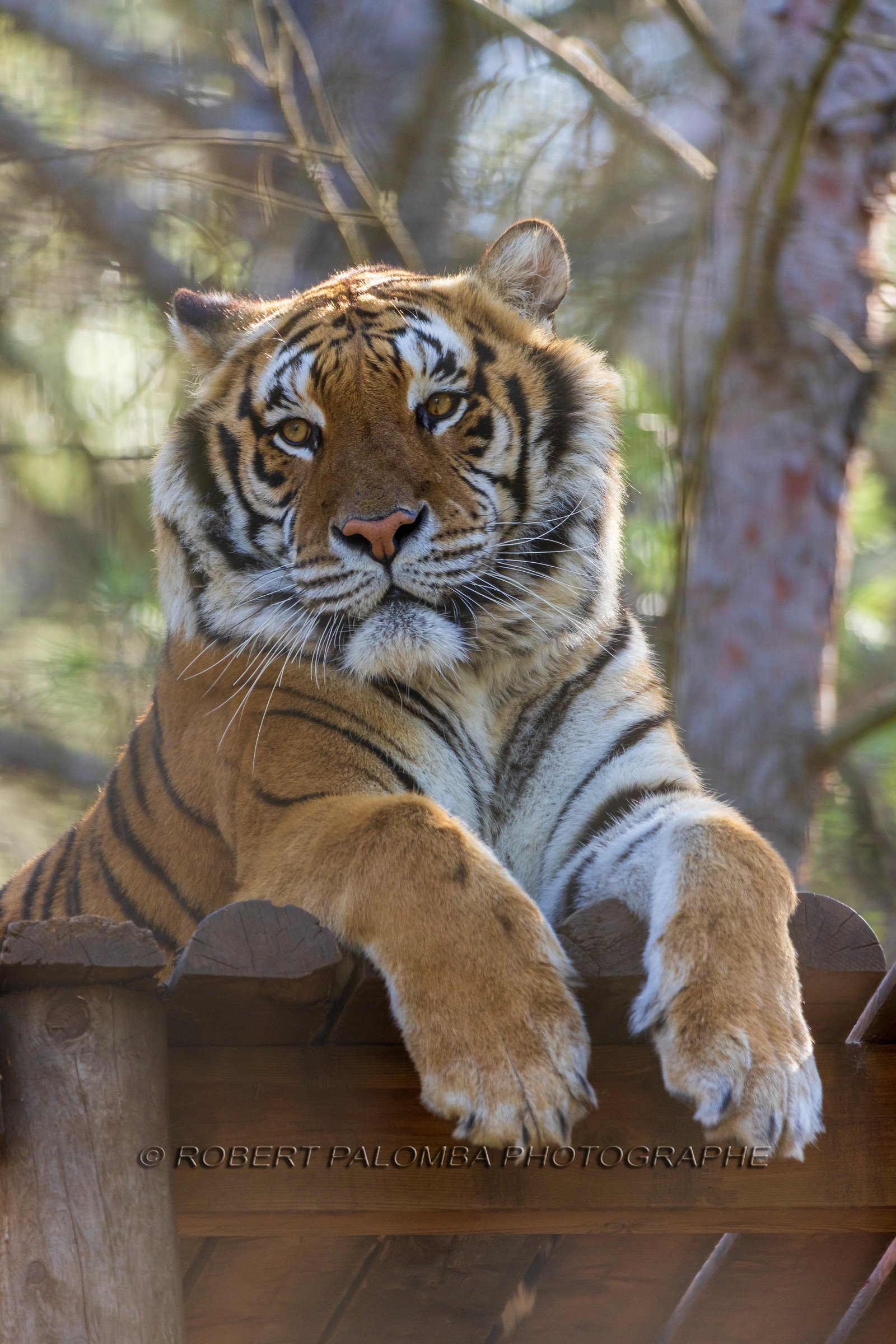 Tigre