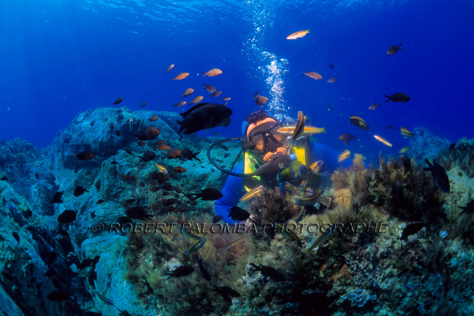 Plongée sous-marine