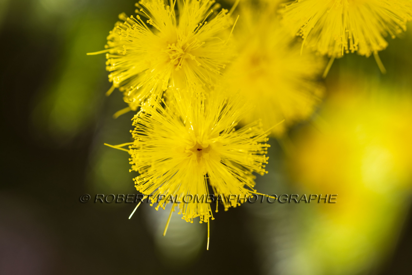 Mimosa