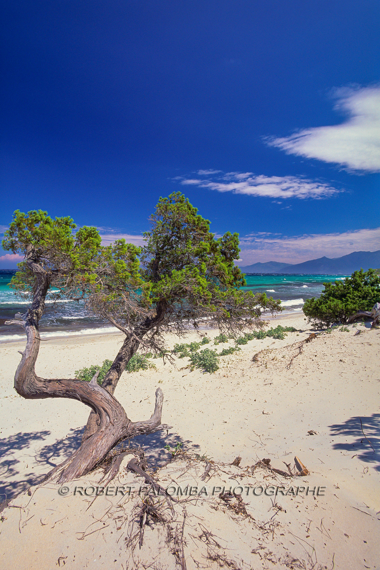 Saleccia