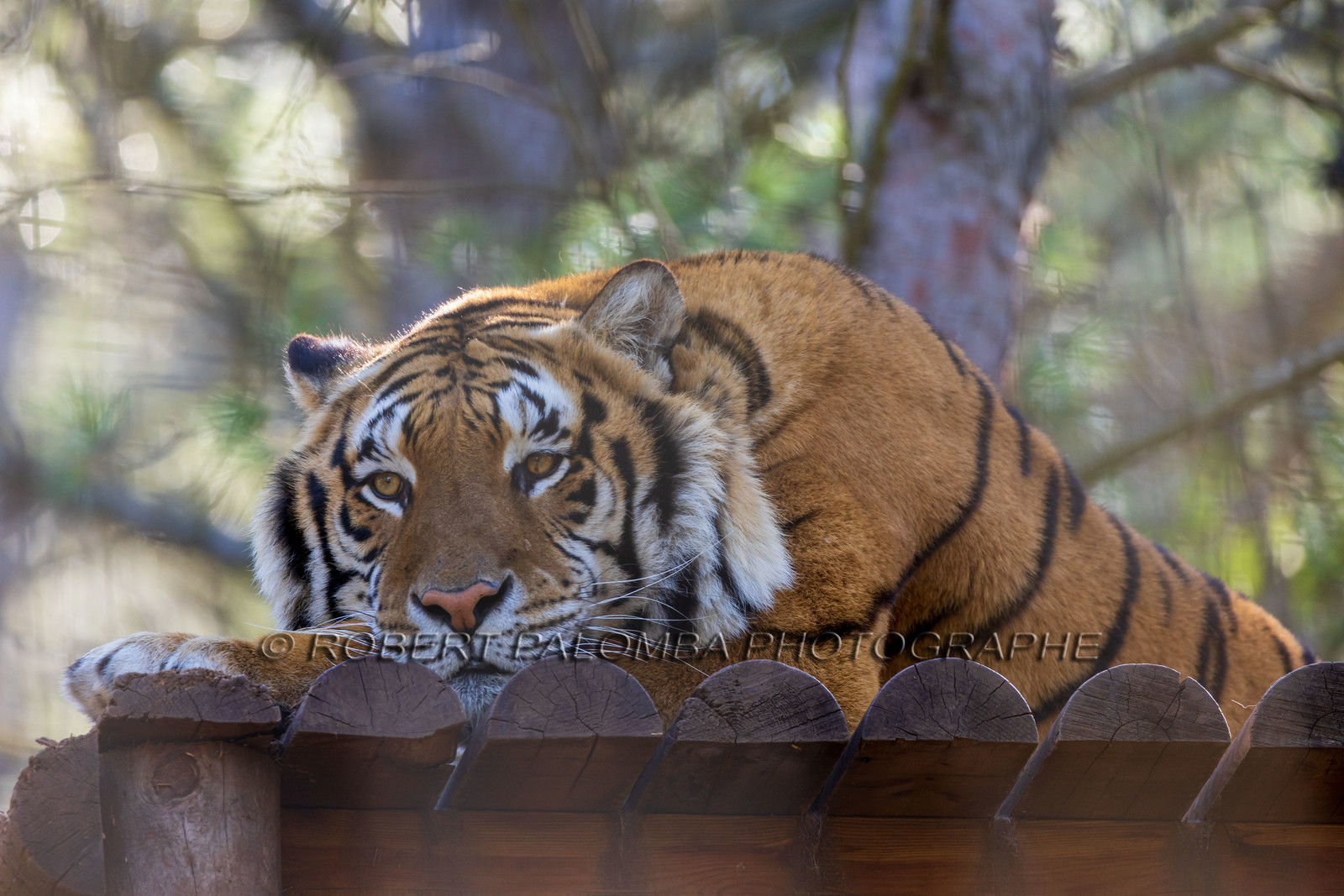 Tigre