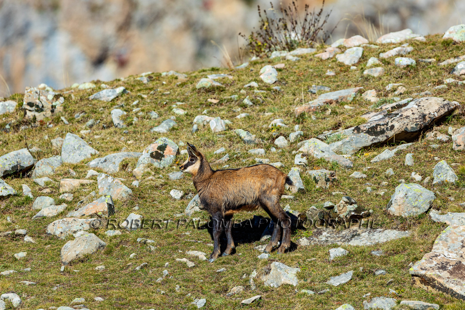 Chamois, Rupicapra rupicapra
