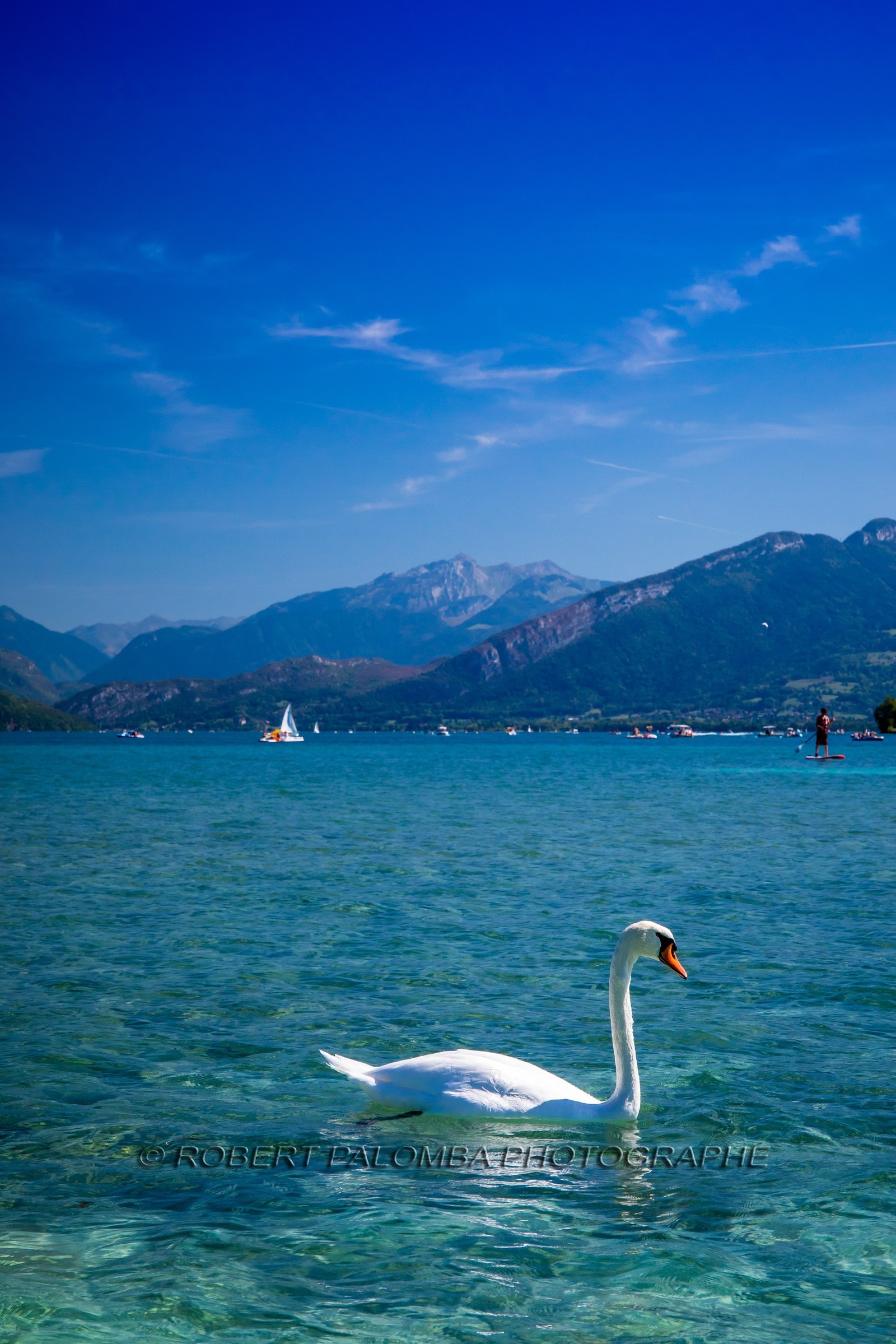 Cygne sur le Lac d'Annecy