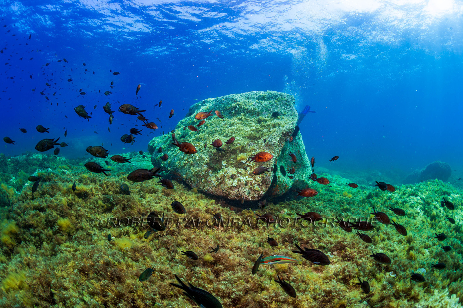 Plongée-sous-marine