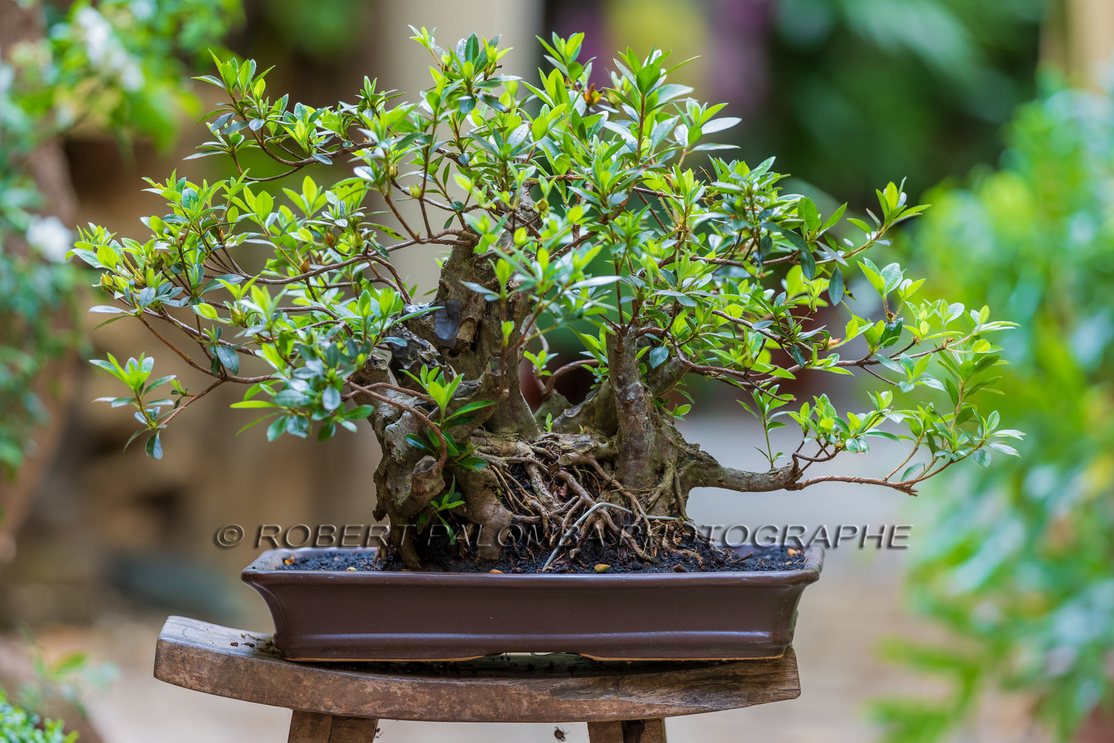 Bonsai