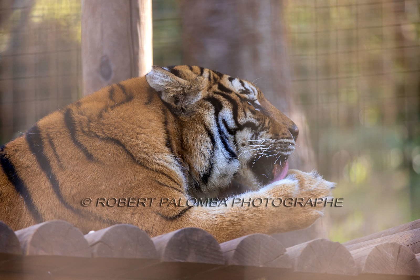 Tigre