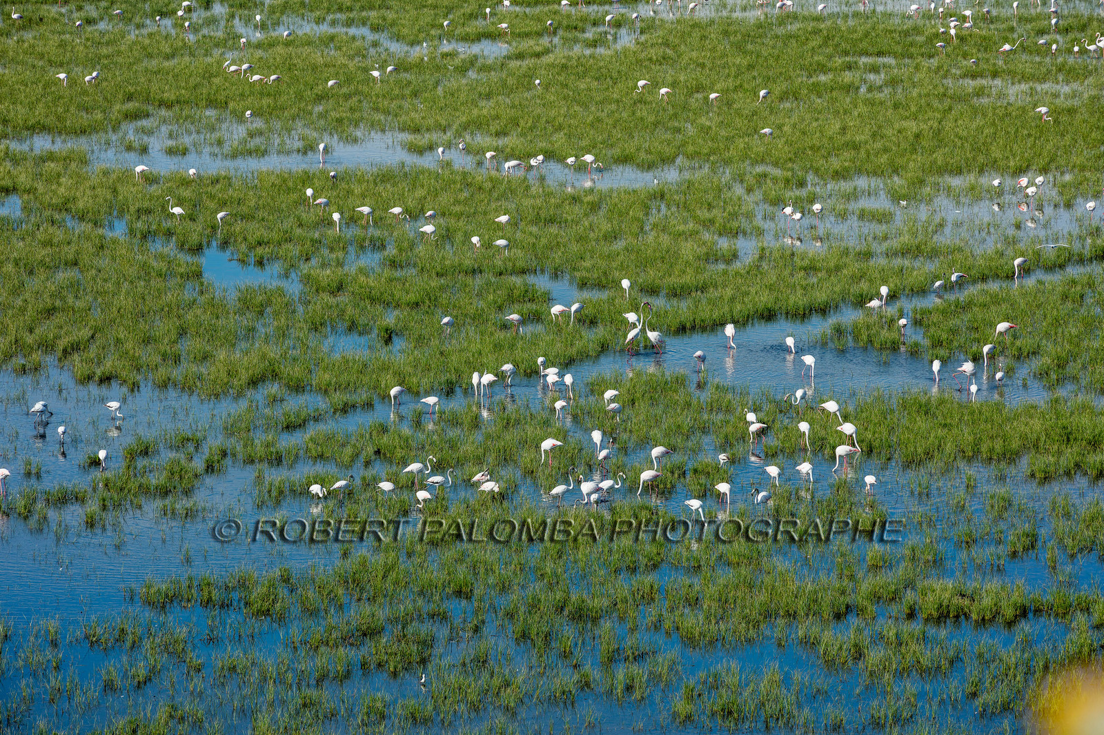 Camargue