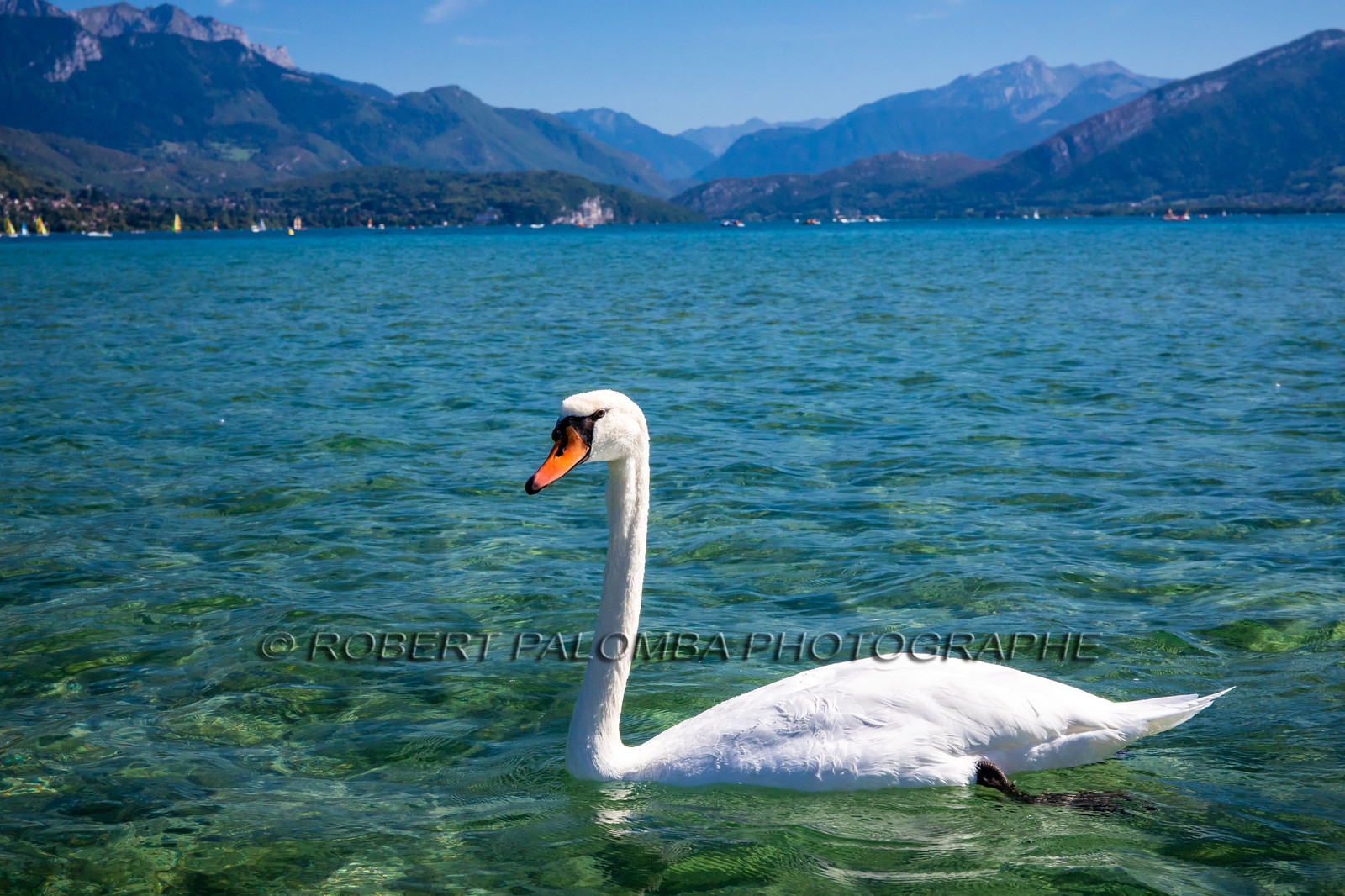 Cygne sur le Lac d'Annecy