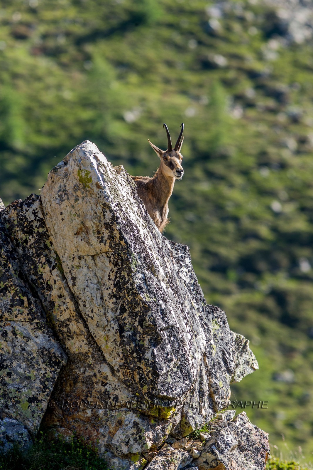 Chamois