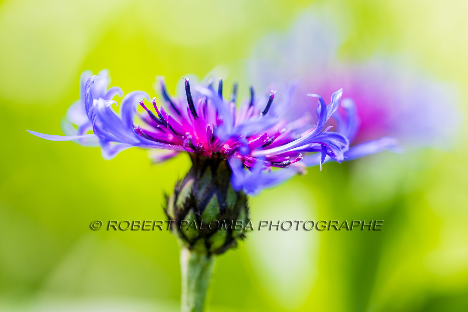 Alpes-de-Haute-Provence (04) Val d'Allos