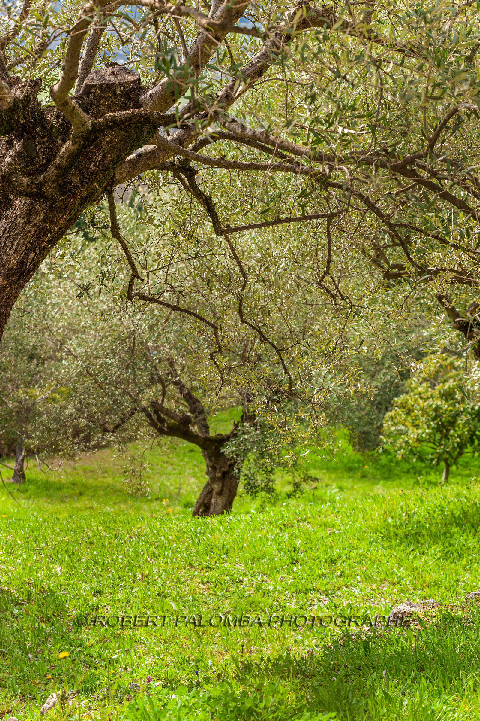 Huile d'Olive