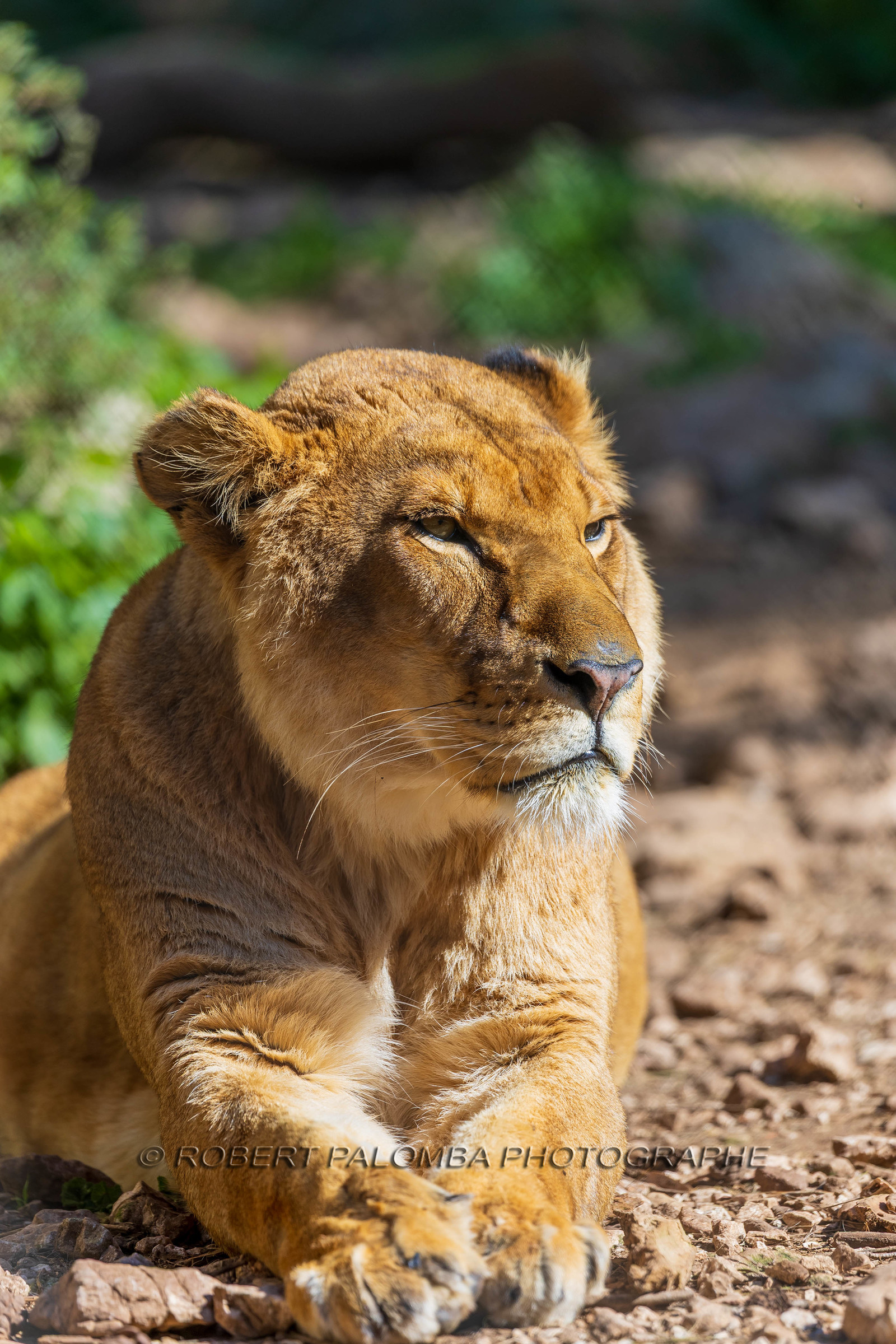 Lionne